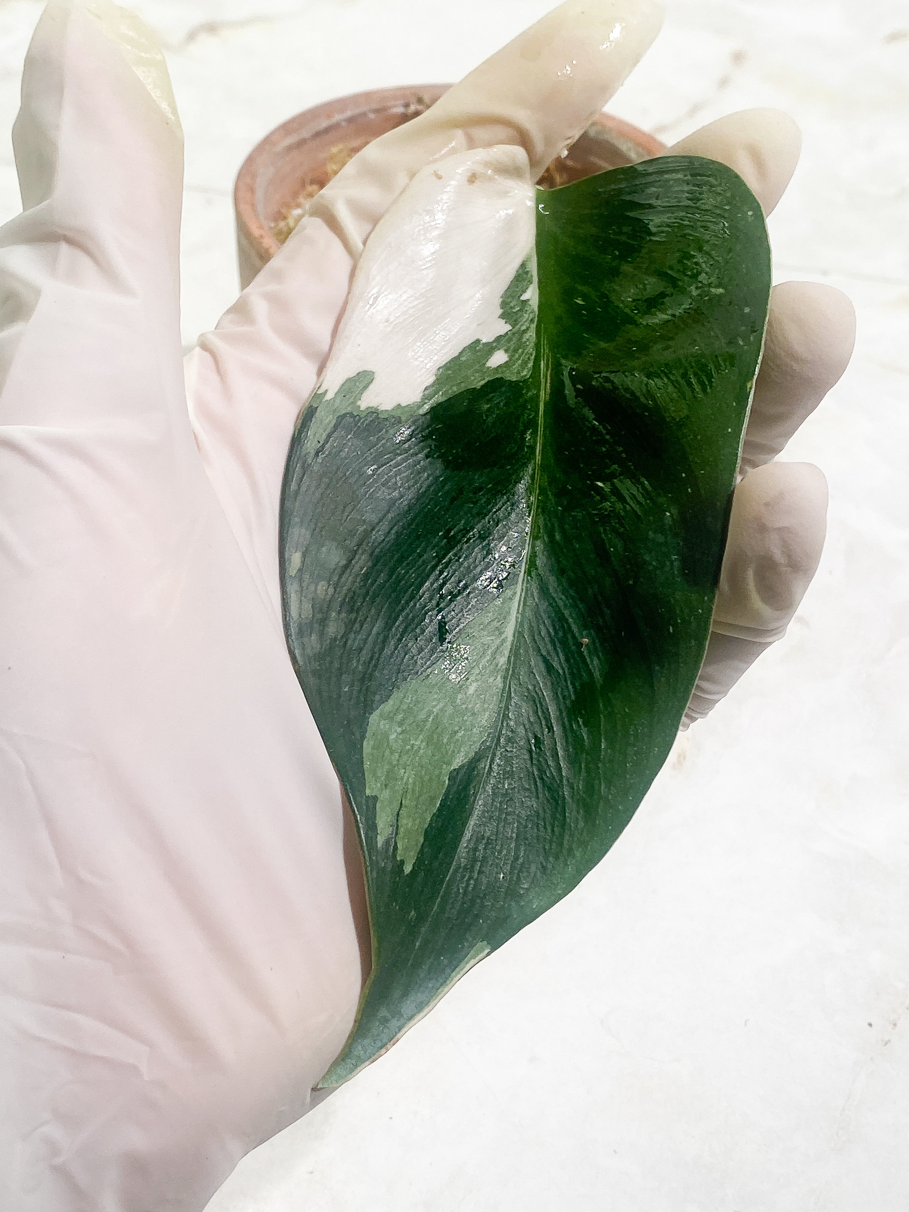 Philodendron White Princess Rooting 1 leaf dark leaf