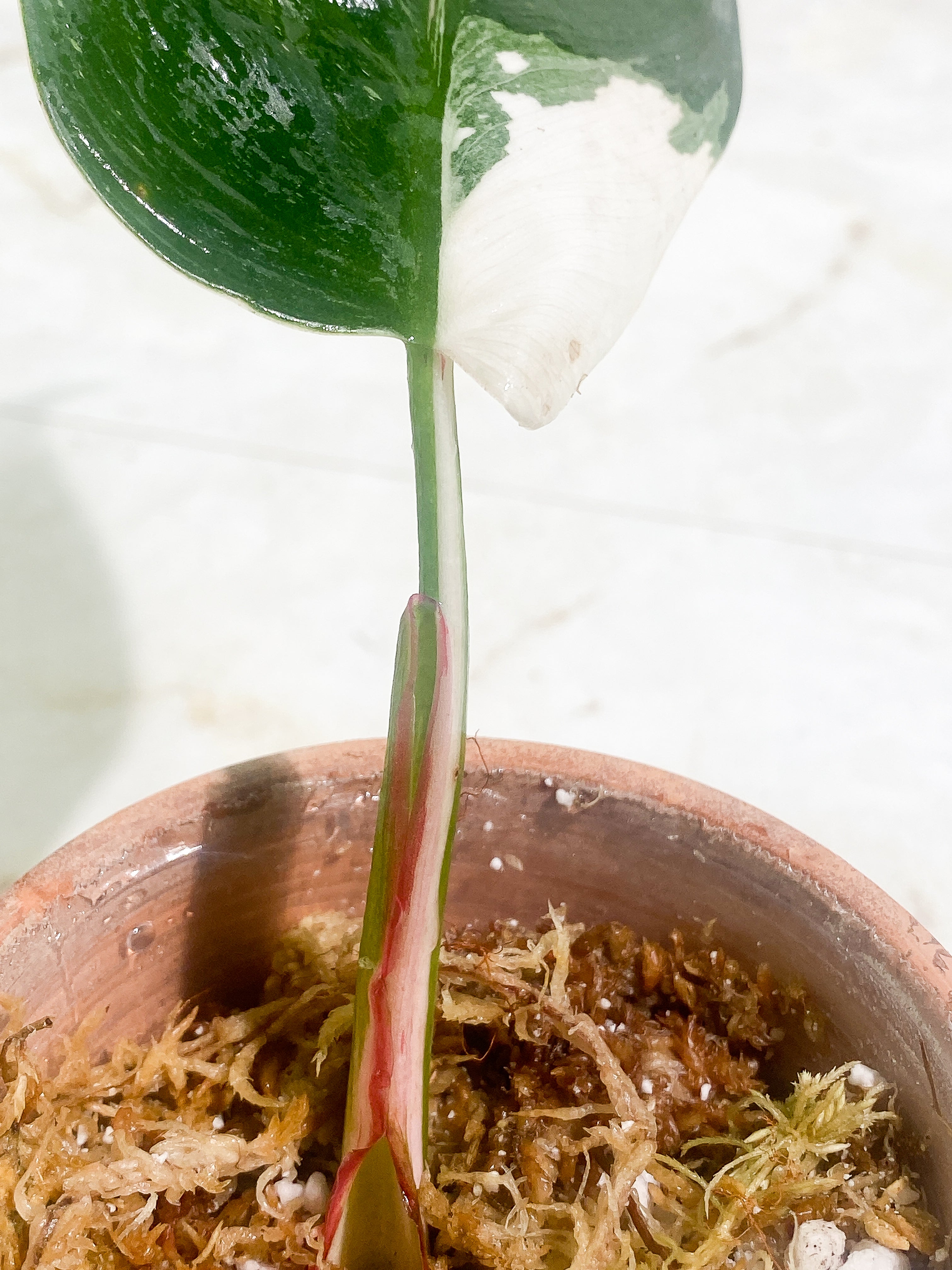 Philodendron White Princess Rooting 1 leaf dark leaf