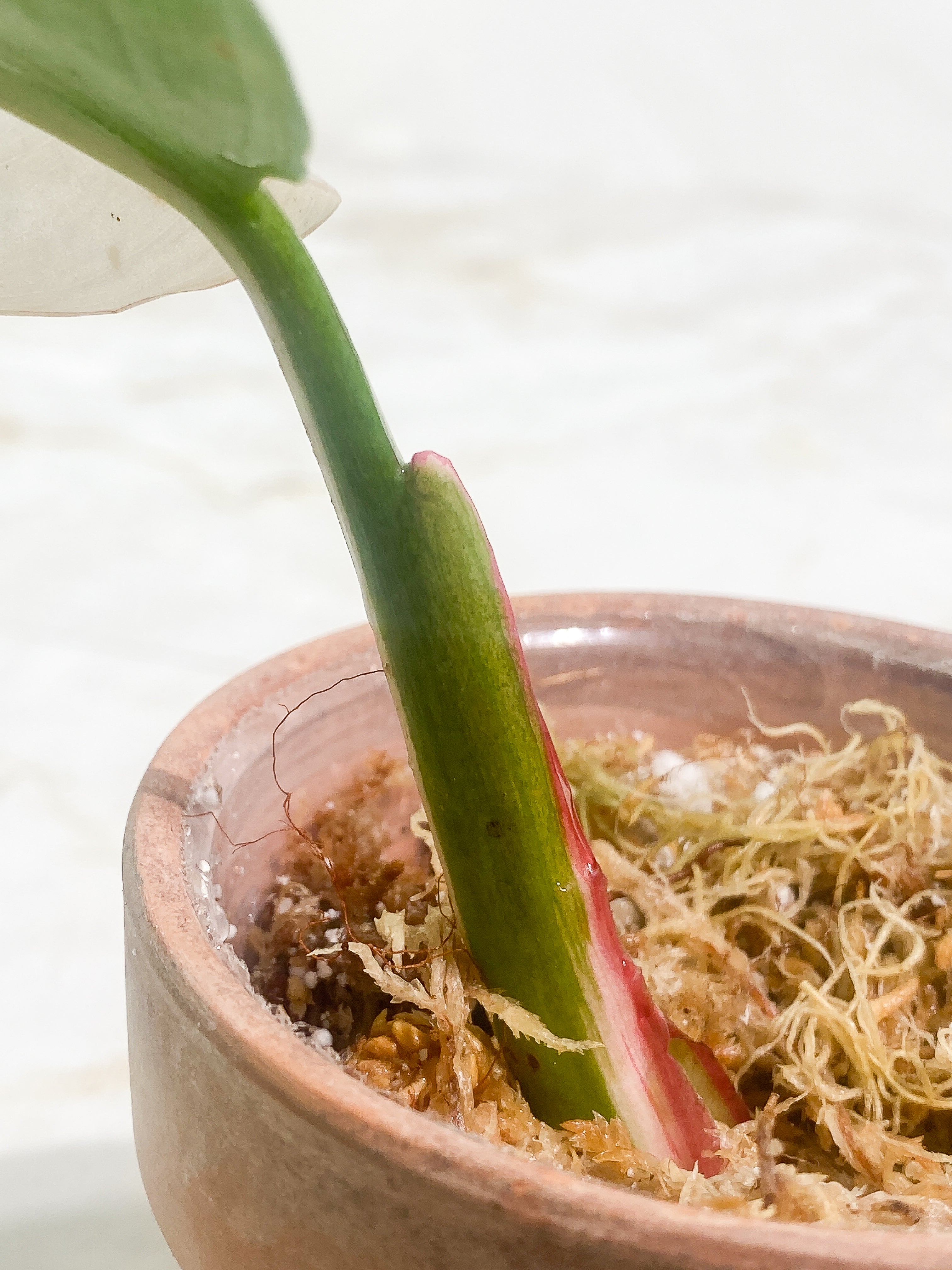 Philodendron White Princess Rooting 1 leaf dark leaf