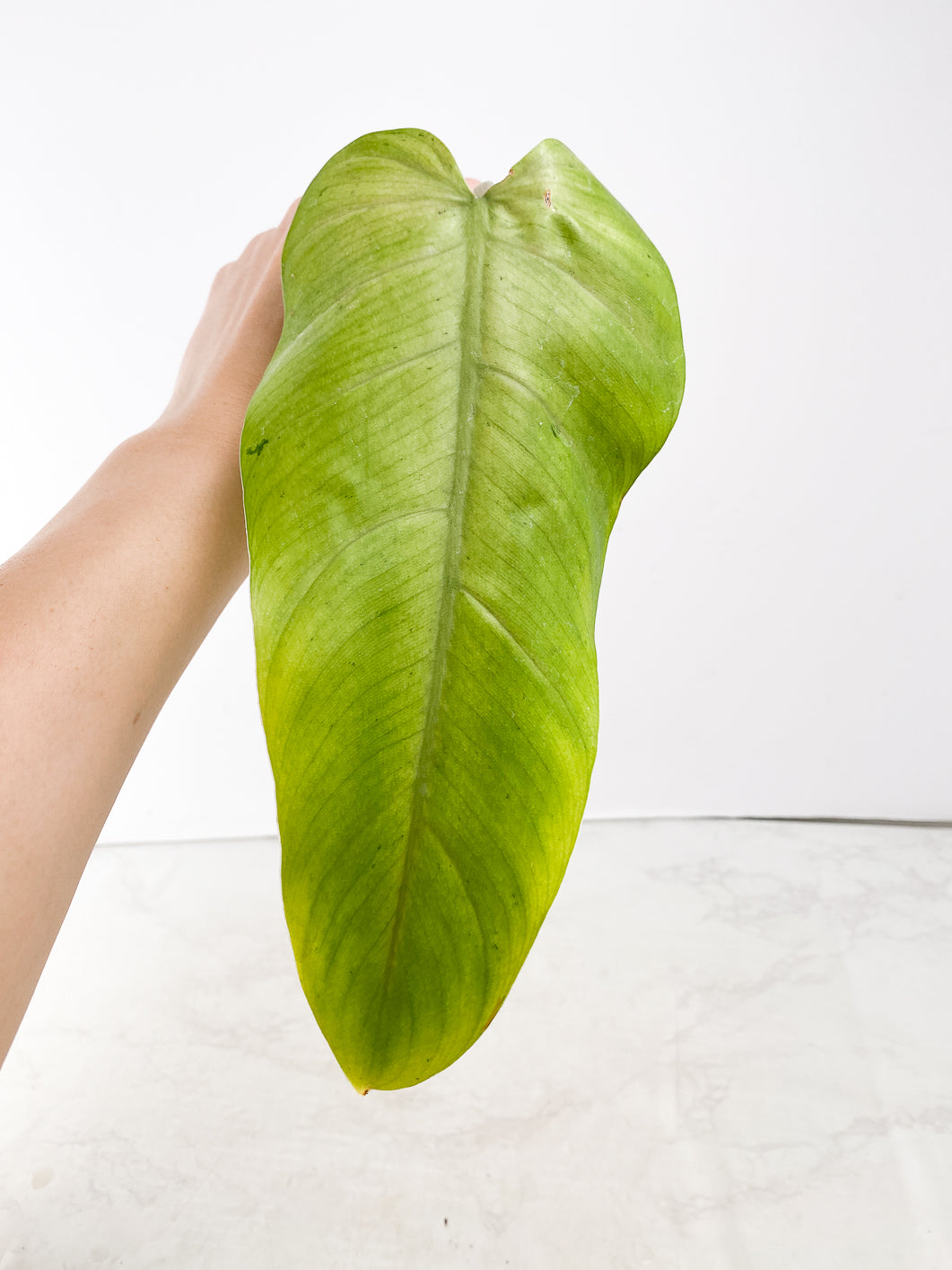 Philodendron Whipple Way 1 leaf 2 nodes