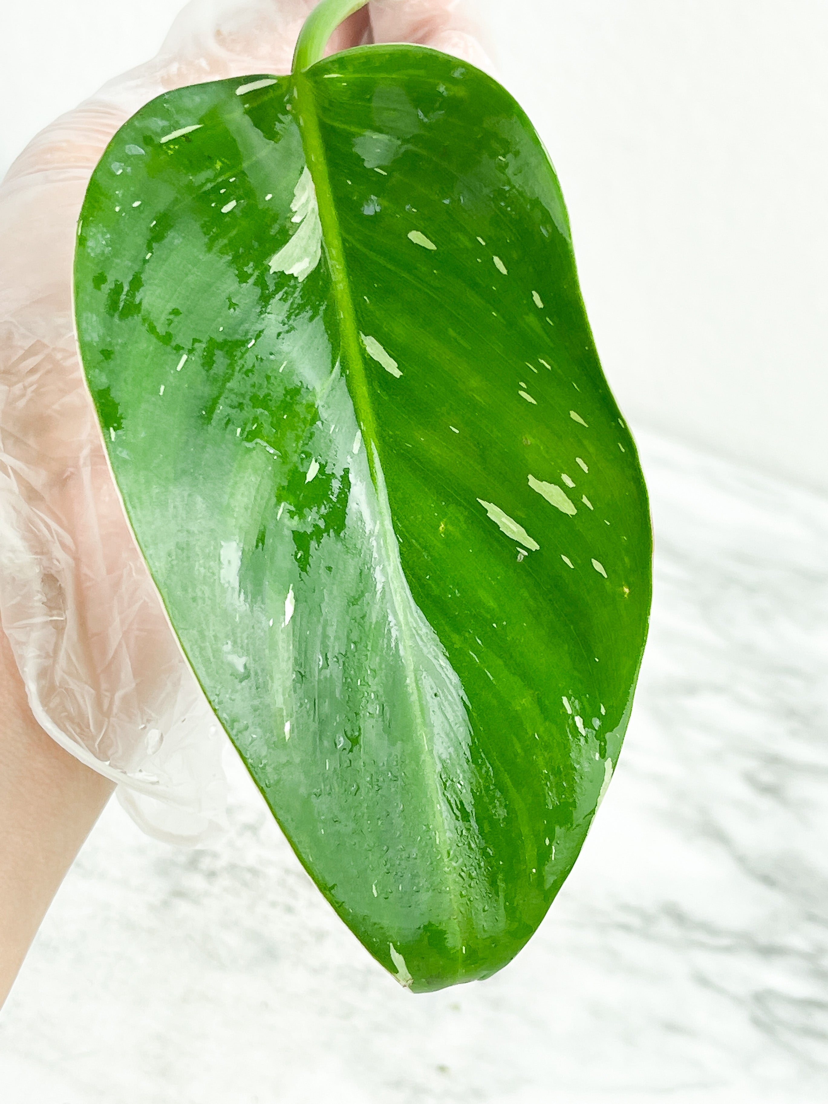Philodendron White Princess unrooted Cutting 1 leaf with 1 growing eye. (Sample mother plants are in last photo which is not included in this sale. )