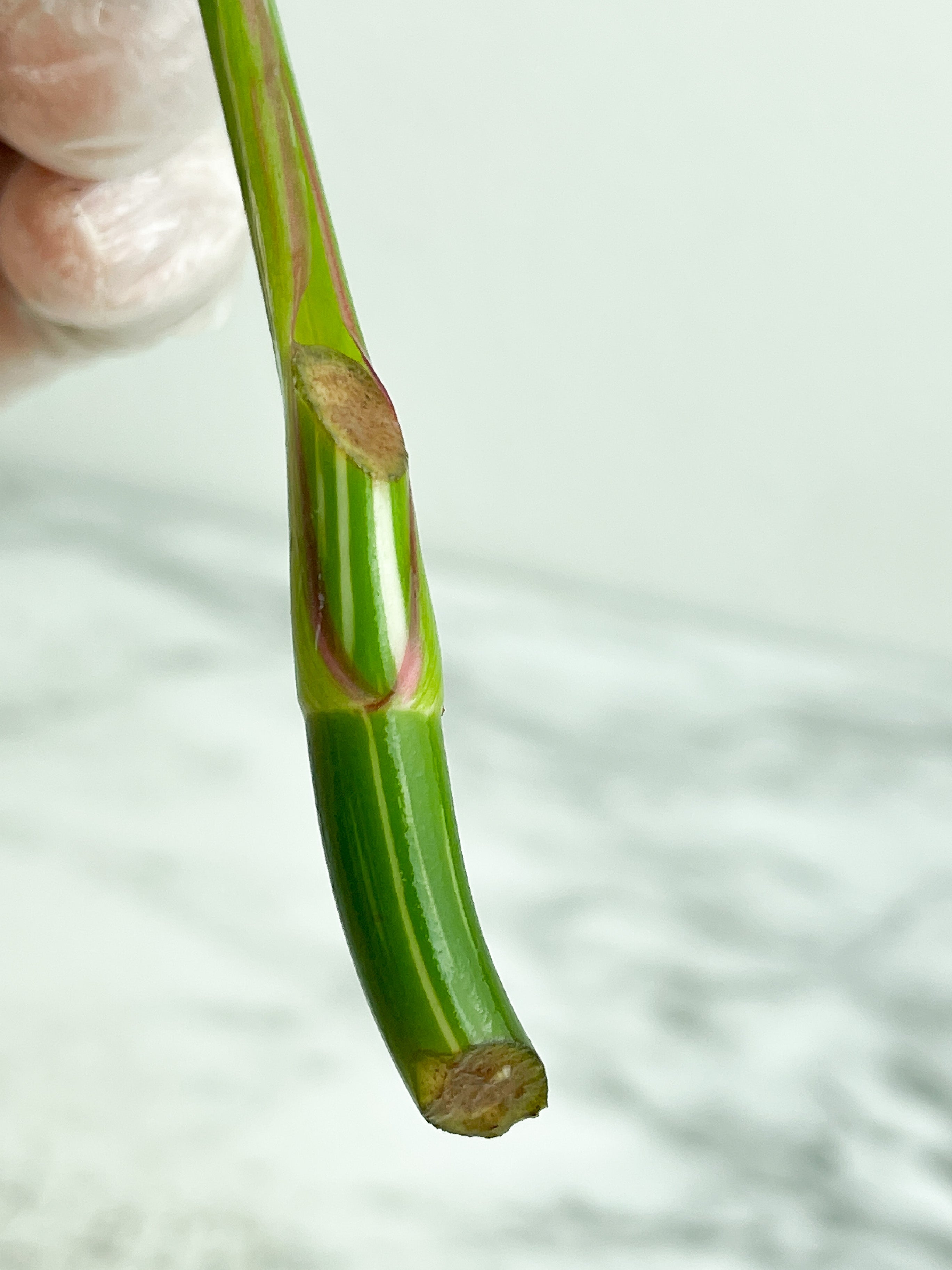 Philodendron White Princess unrooted Cutting 1 leaf with 1 growing eye. (Sample mother plants are in last photo which is not included in this sale. )