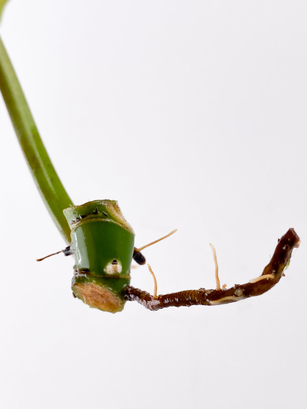 Philodendron Whipple Way 1 leaf 2 nodes