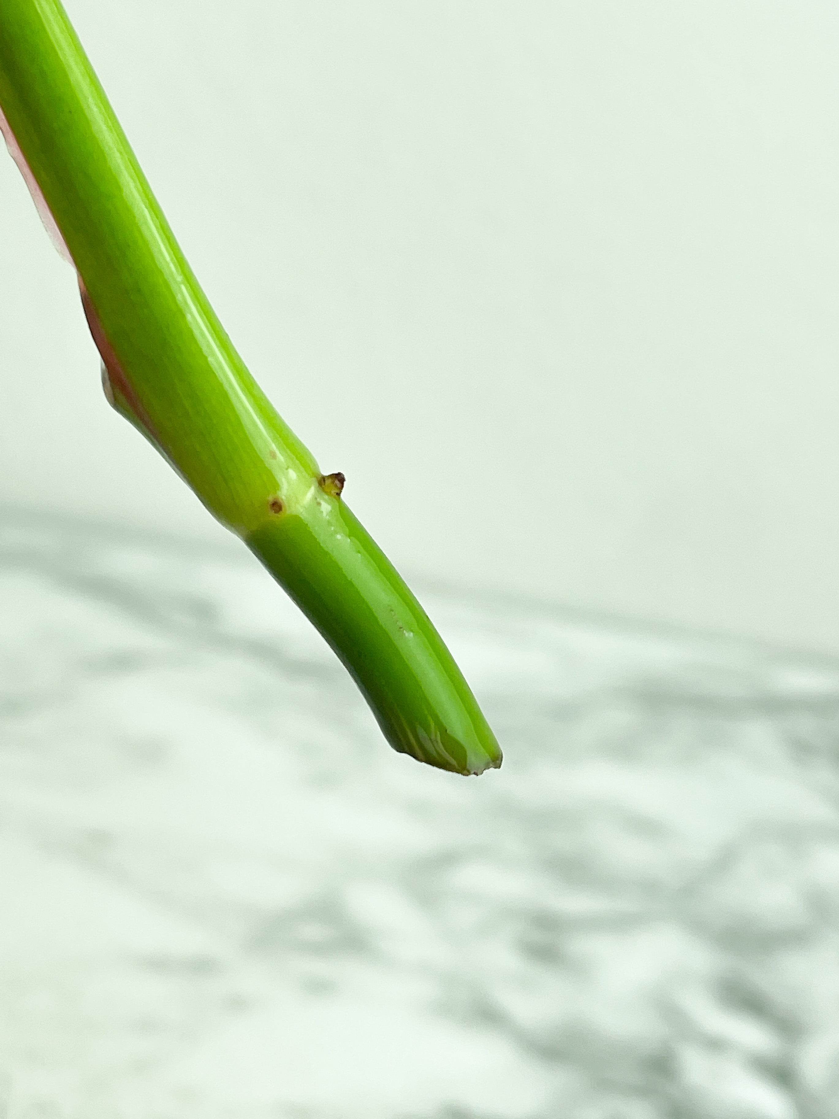 Philodendron White Princess unrooted Cutting 1 leaf with 1 growing eye. (Sample mother plants are in last photo which is not included in this sale. )