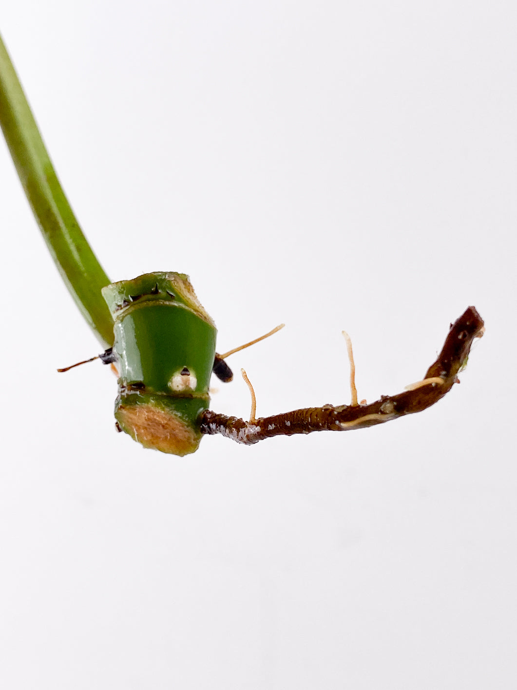 Philodendron Whipple Way 1 leaf 2 nodes