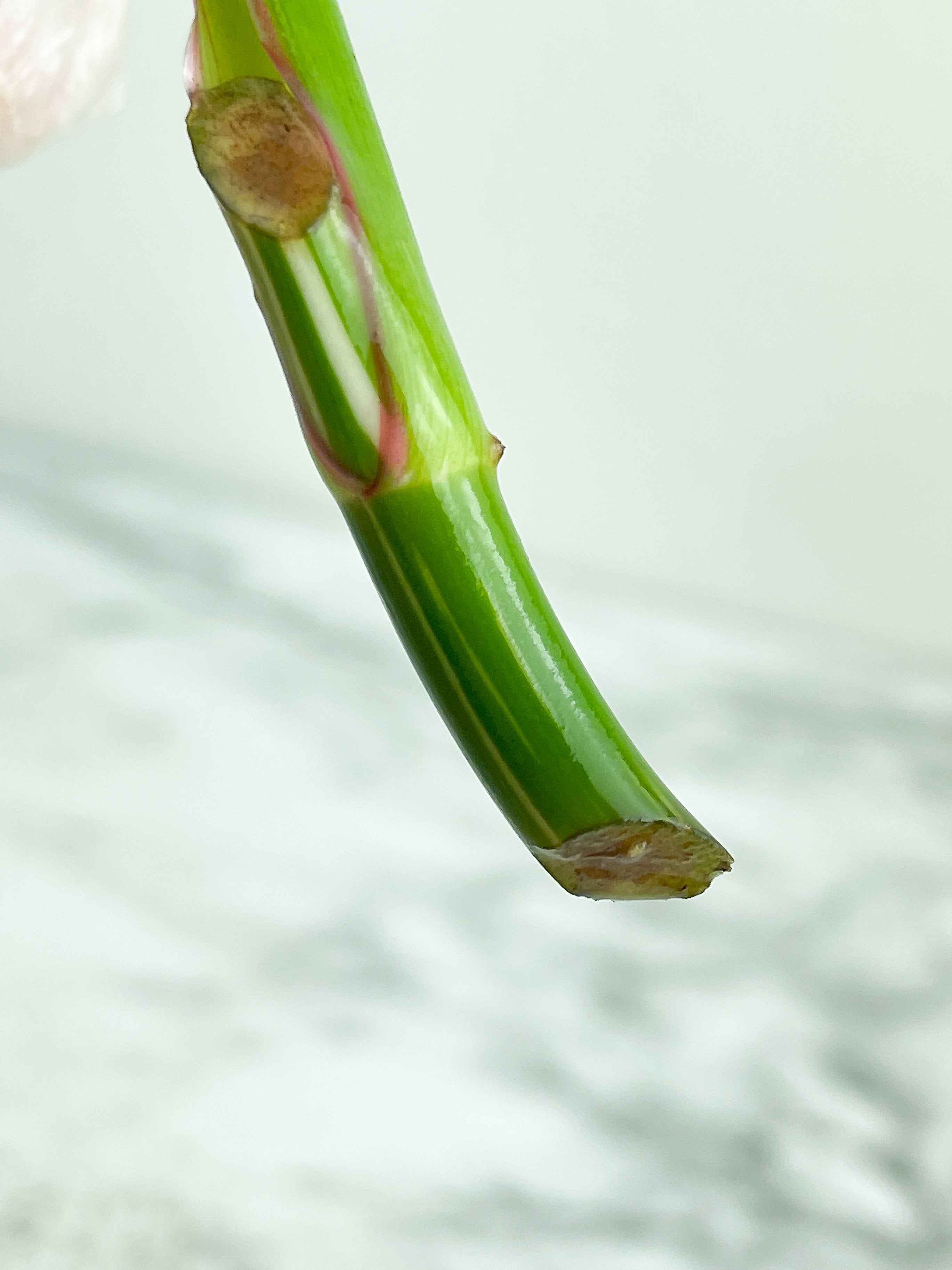 Philodendron White Princess unrooted Cutting 1 leaf with 1 growing eye. (Sample mother plants are in last photo which is not included in this sale. )