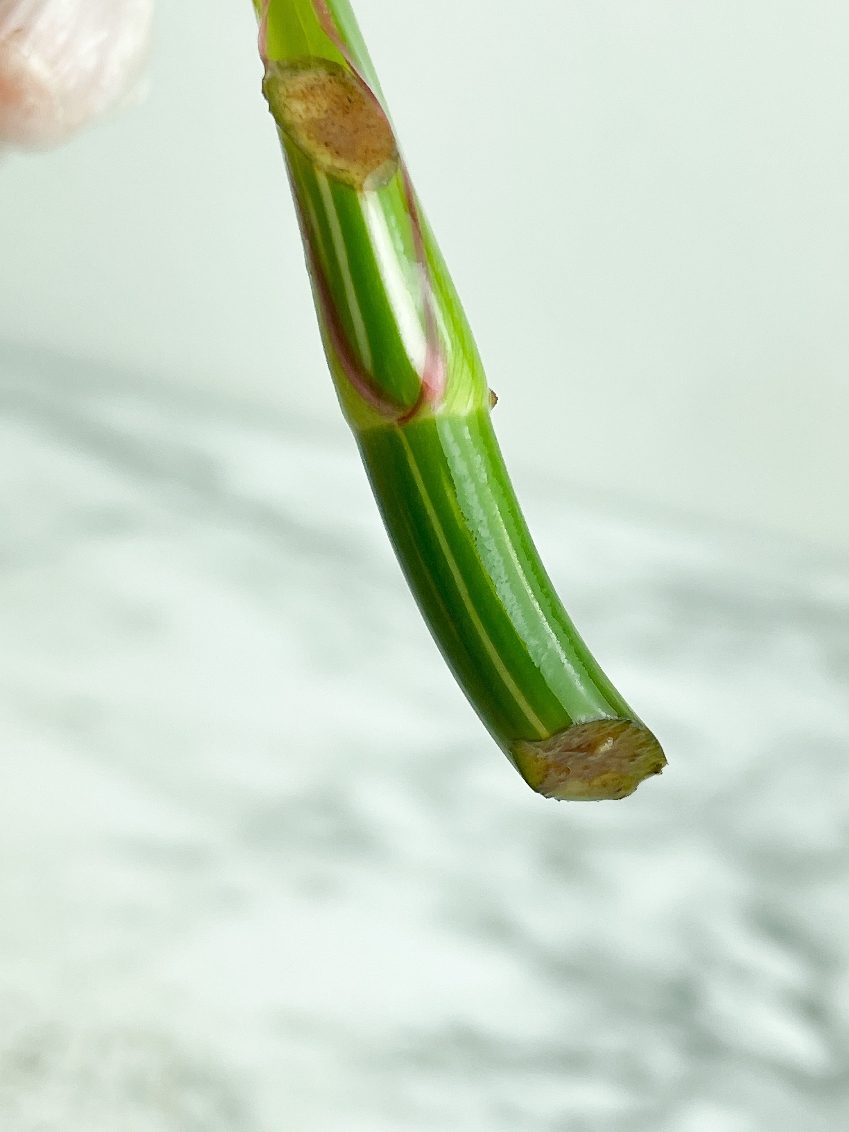 Philodendron White Princess unrooted Cutting 1 leaf with 1 growing eye. (Sample mother plants are in last photo which is not included in this sale. )