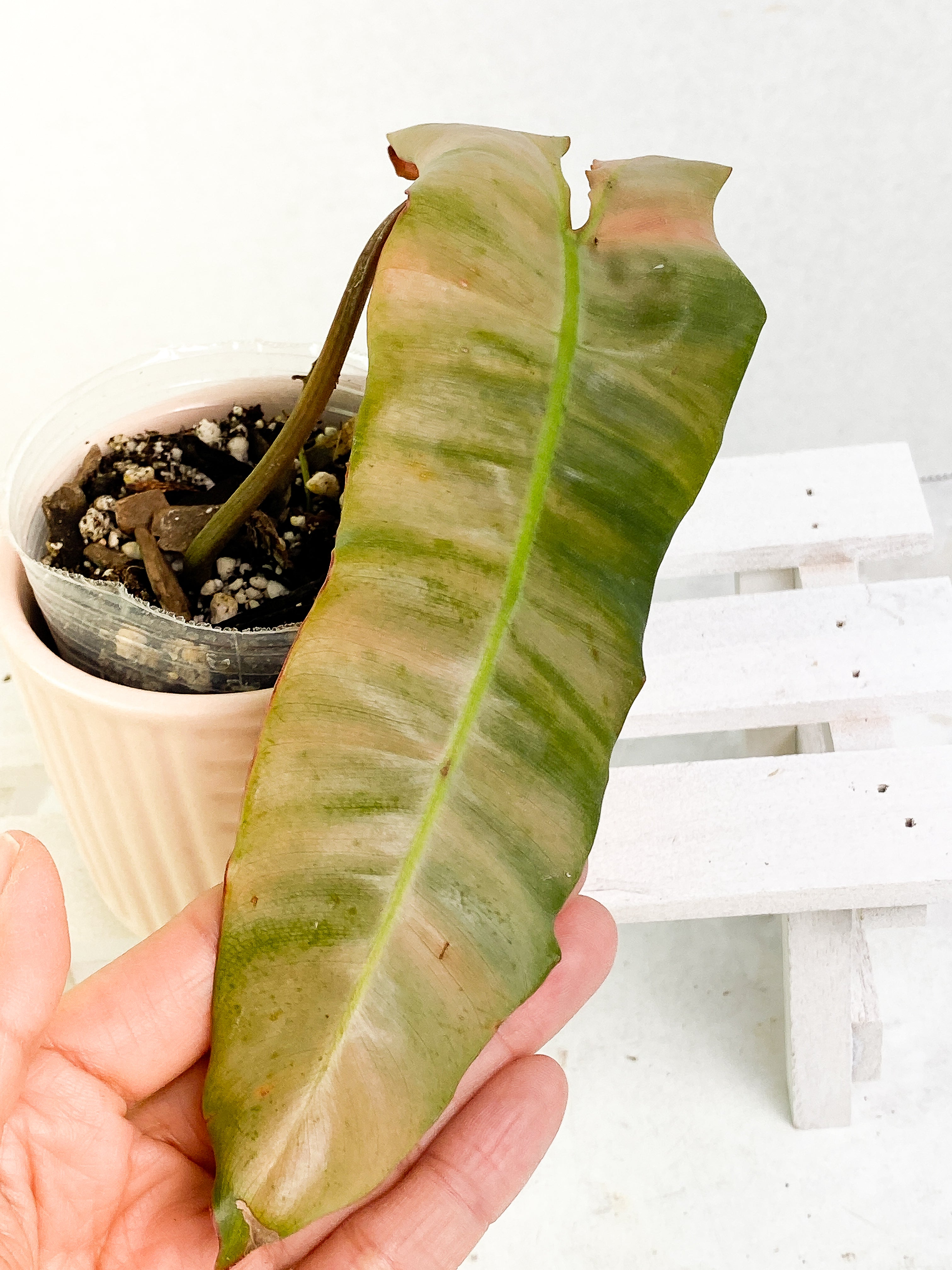 Philodendron Atabapoense x Billietiae cutting with 1 leaf rooted