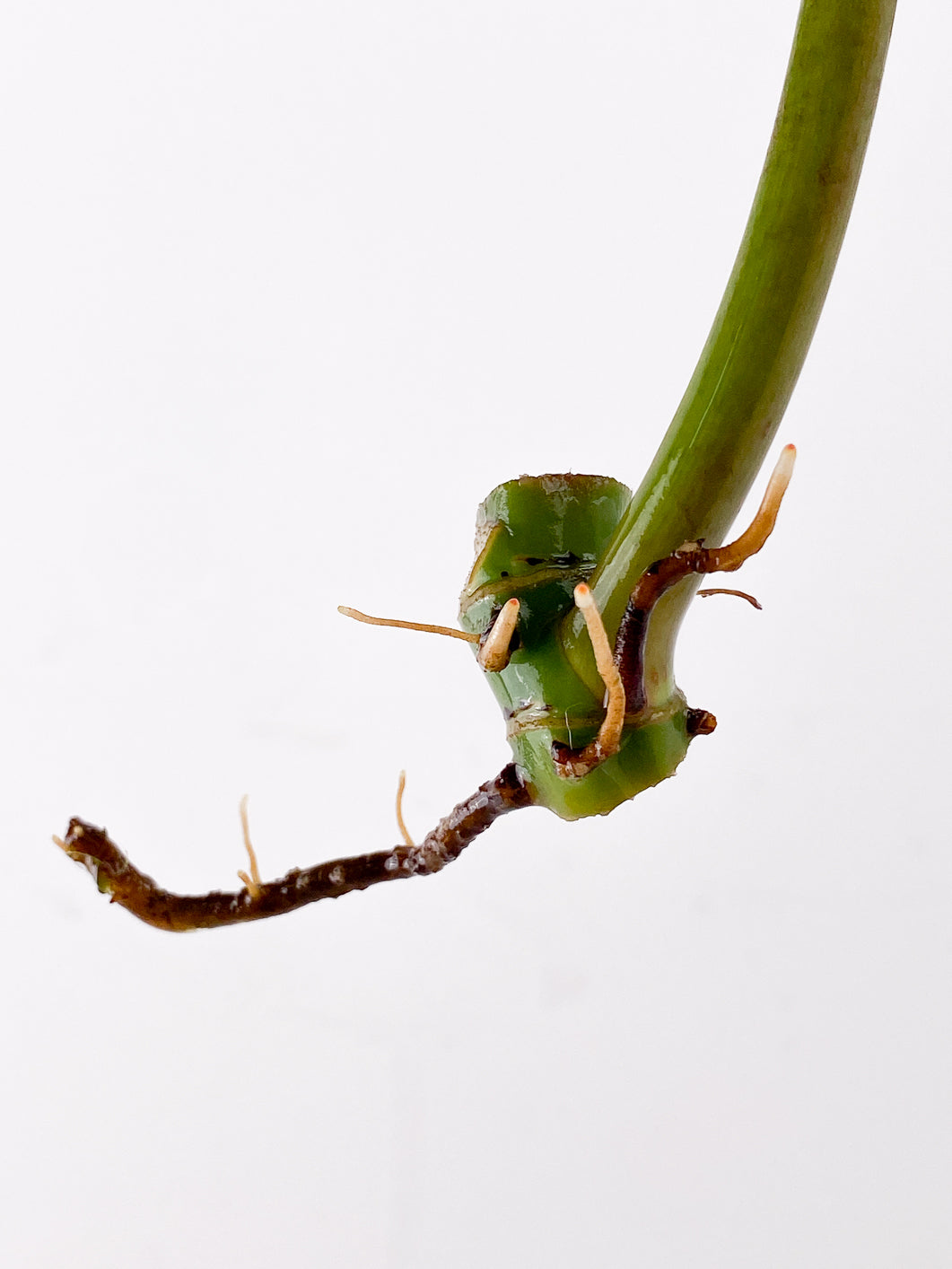 Philodendron Whipple Way 1 leaf 2 nodes