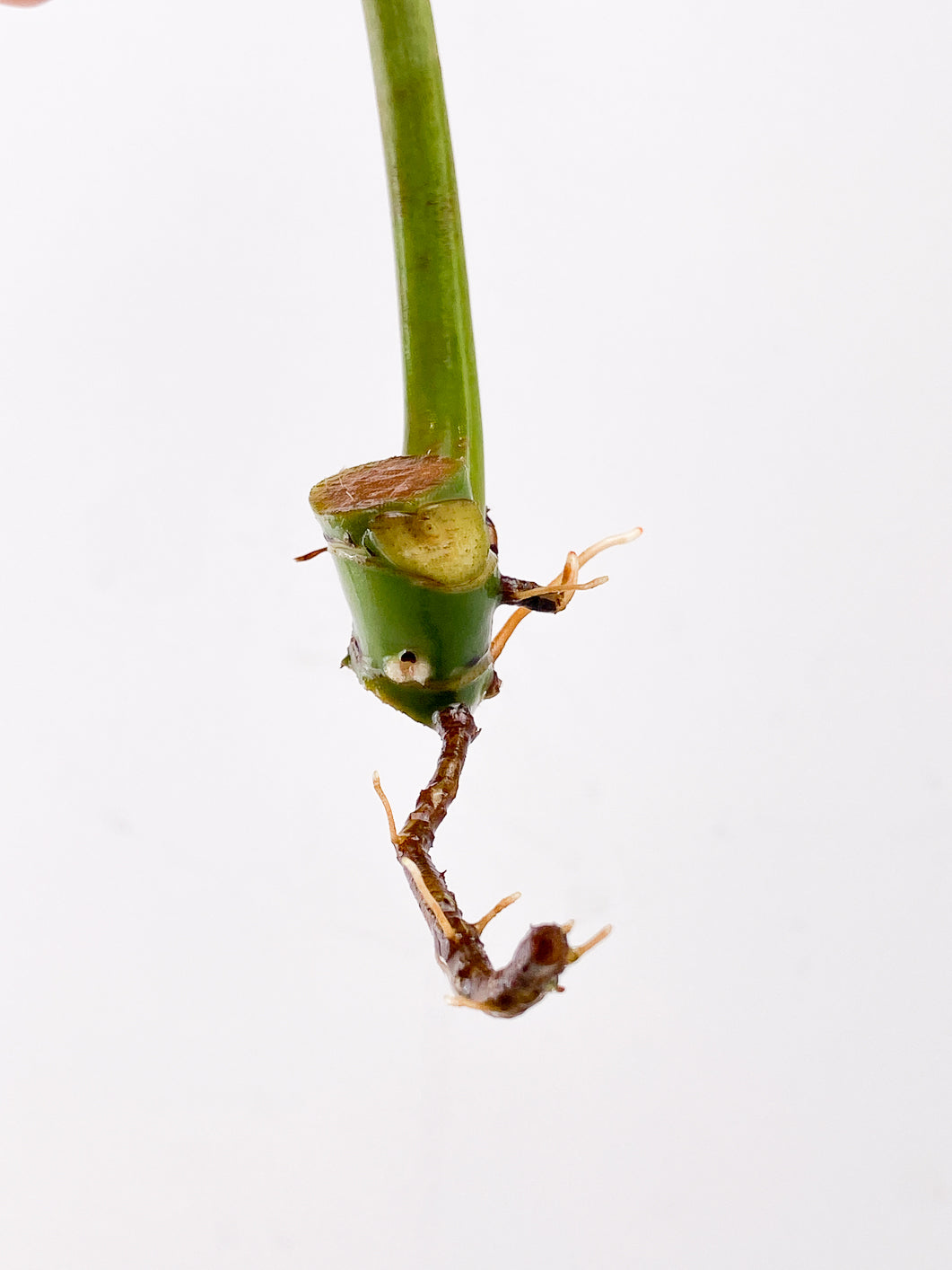 Philodendron Whipple Way 1 leaf 2 nodes