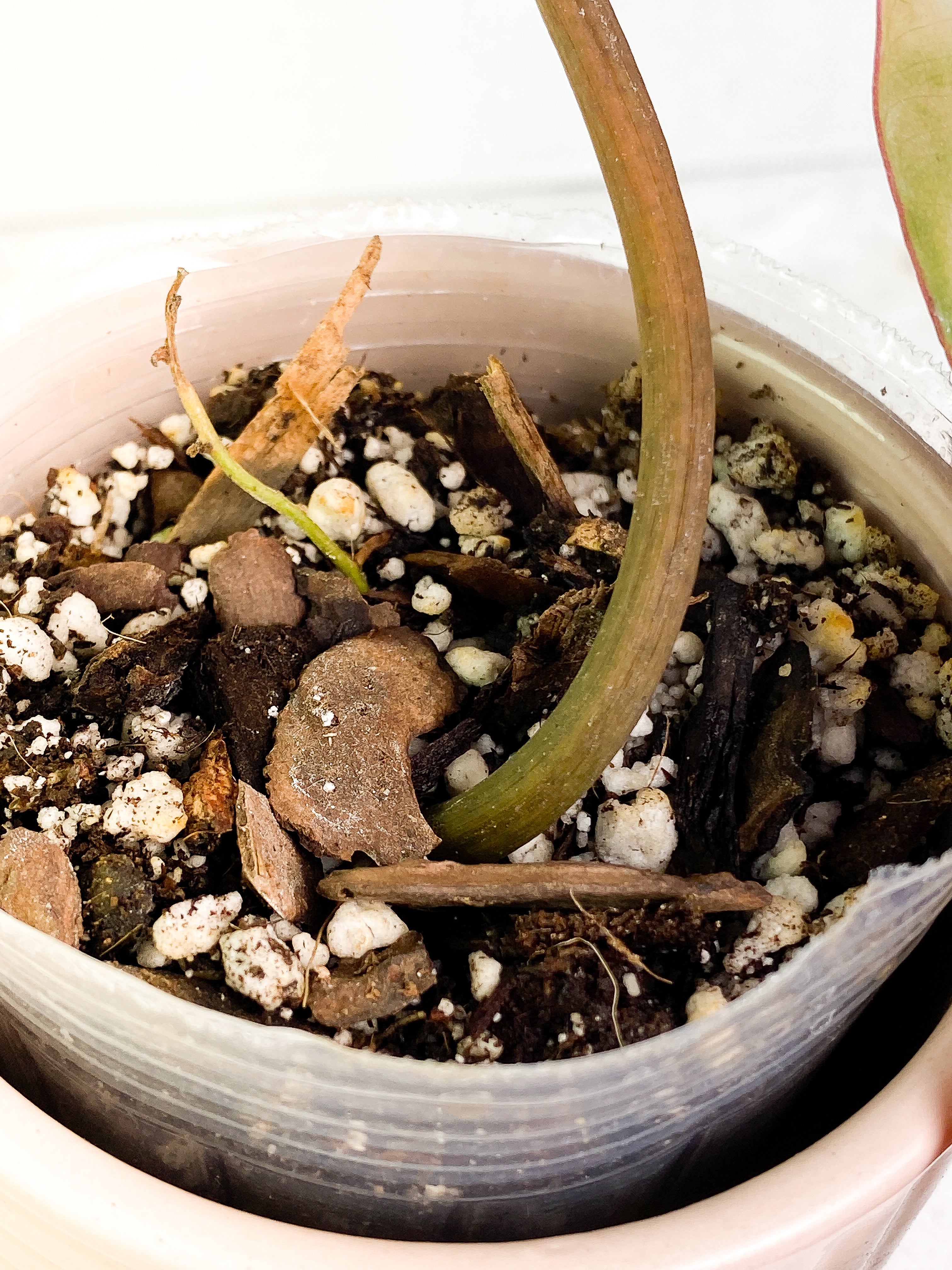Philodendron Atabapoense x Billietiae cutting with 1 leaf rooted