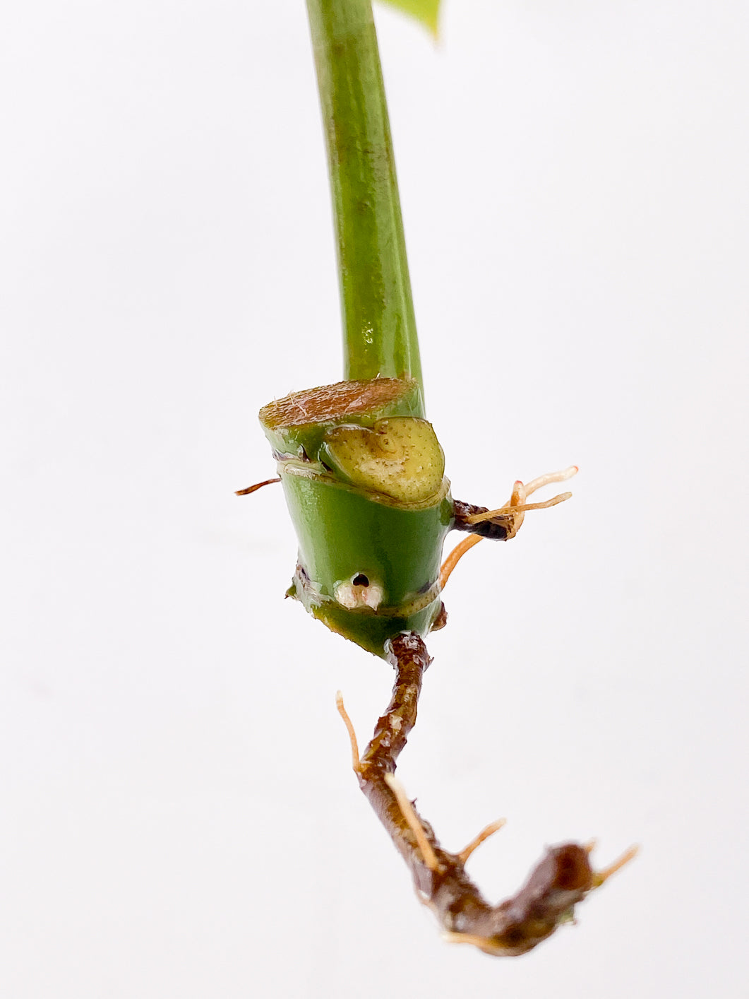 Philodendron Whipple Way 1 leaf 2 nodes