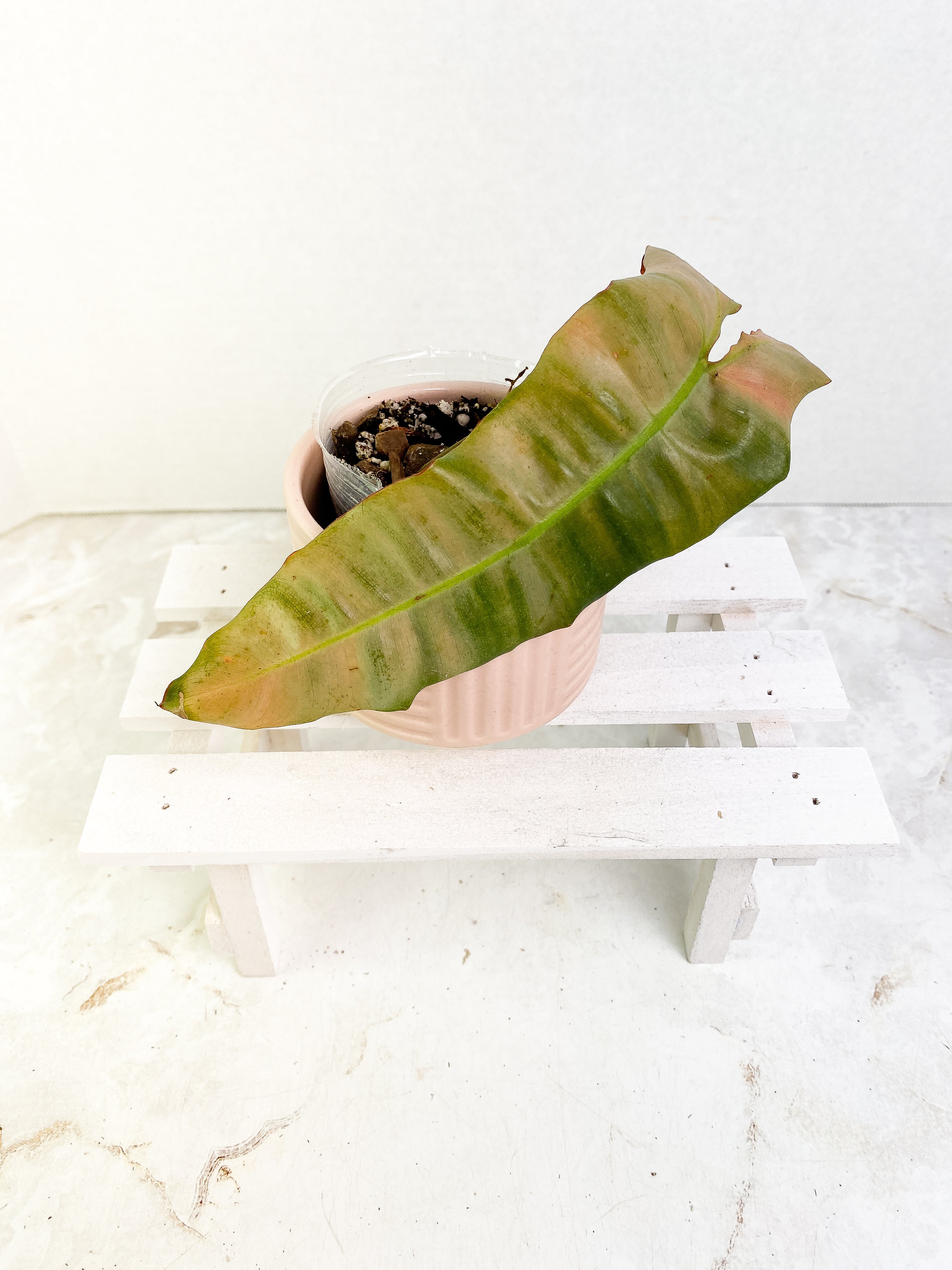 Philodendron Atabapoense x Billietiae cutting with 1 leaf rooted