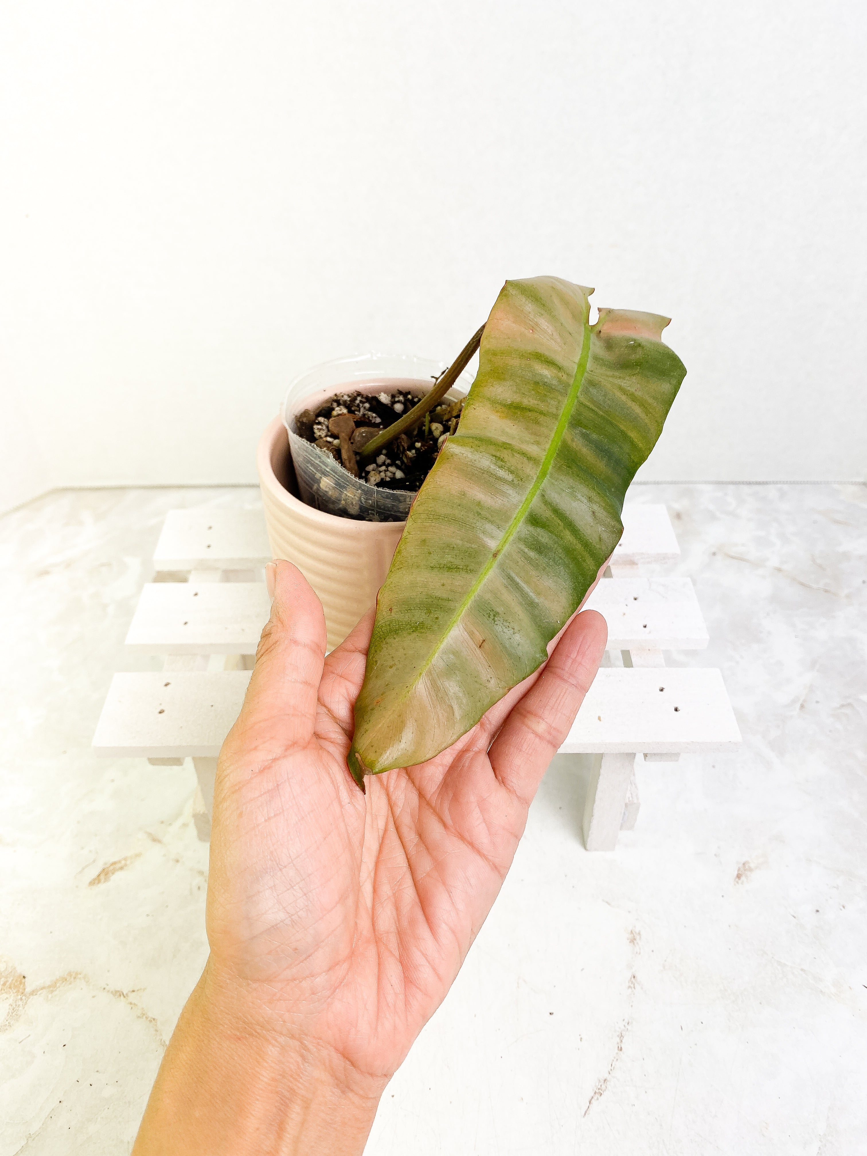 Philodendron Atabapoense x Billietiae cutting with 1 leaf rooted