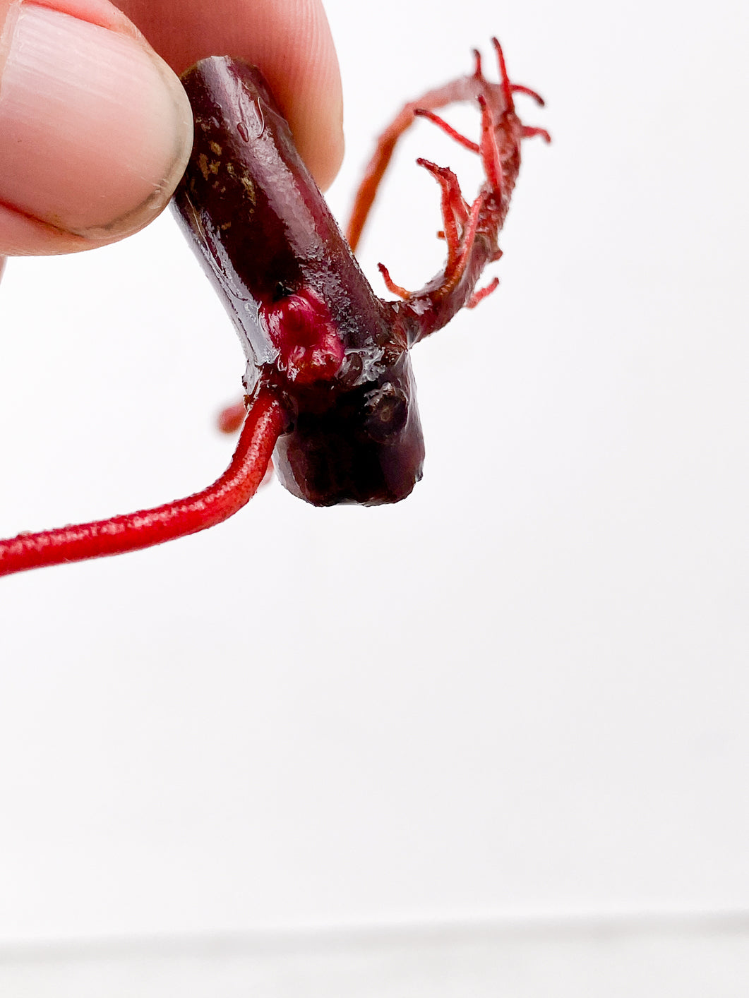 Philodendron Strawberry Shake node 1 active bud