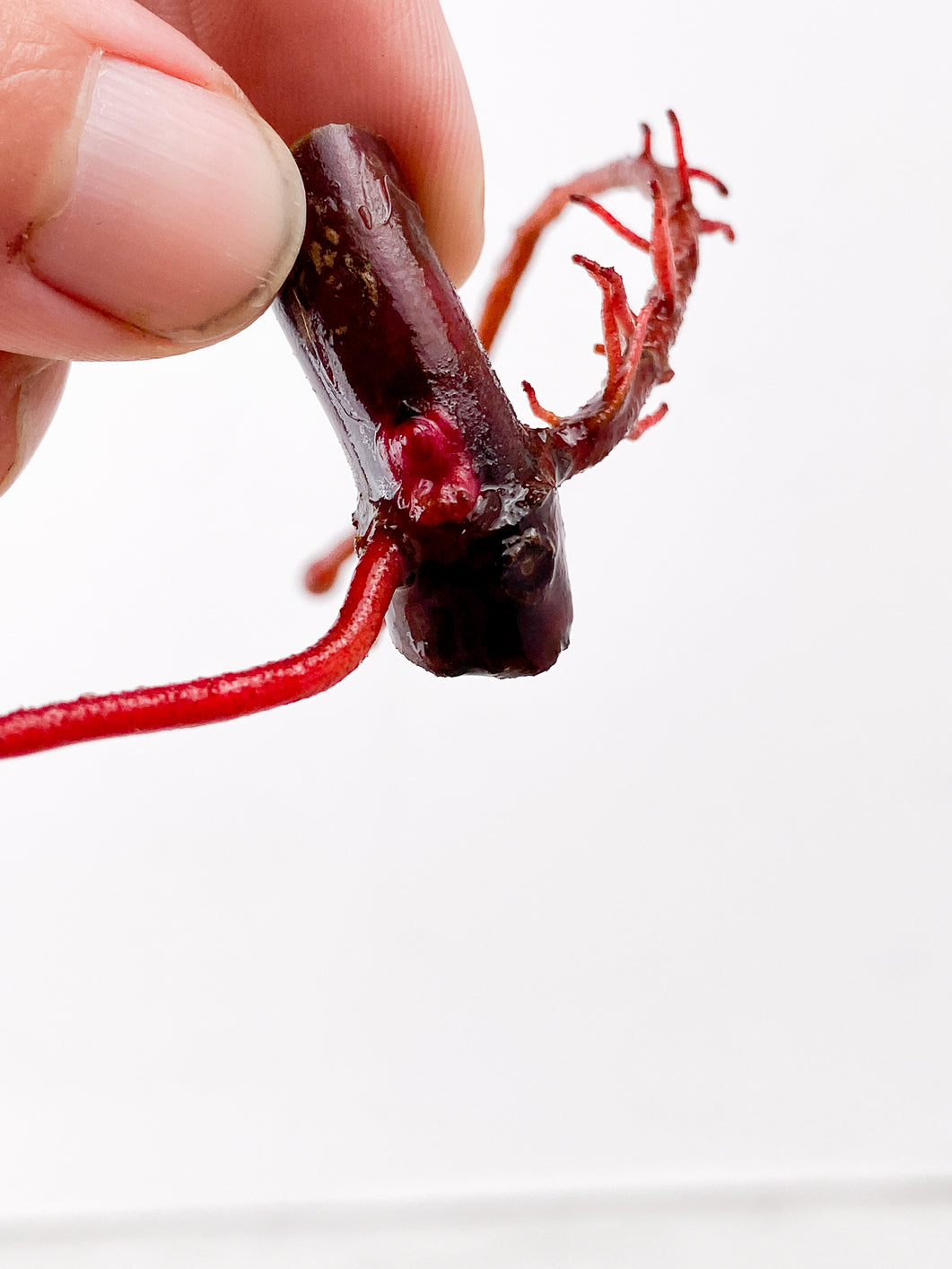 Philodendron Strawberry Shake node 1 active bud