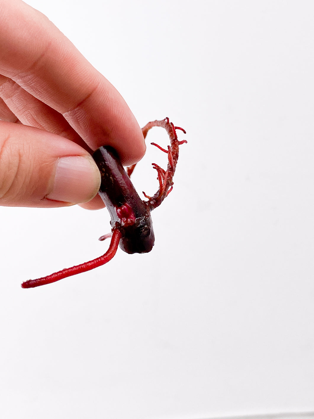 Philodendron Strawberry Shake node 1 active bud