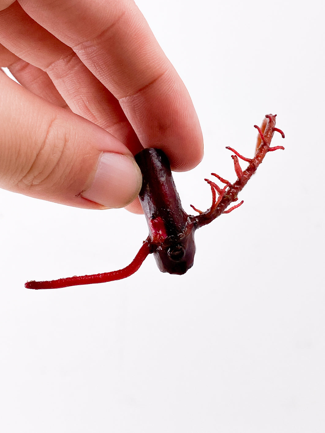 Philodendron Strawberry Shake node 1 active bud