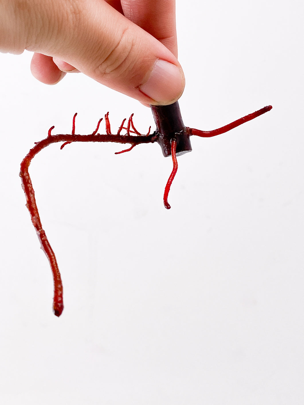 Philodendron Strawberry Shake node 1 active bud