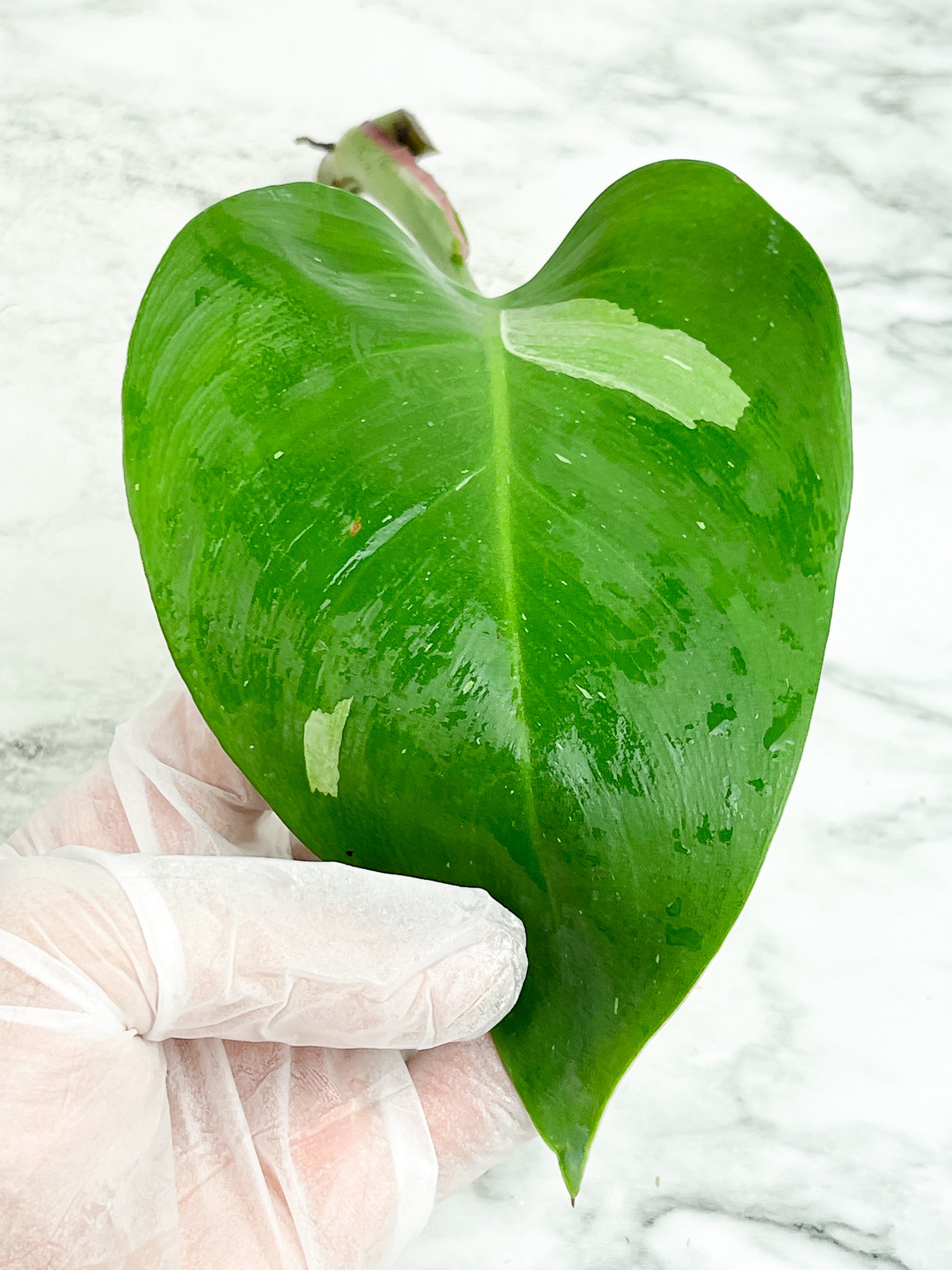 Philodendron White Princess unrooted cutting 1 leaf with growing eyes. (Sample mother plants are in last photo which are not included in this sale. )