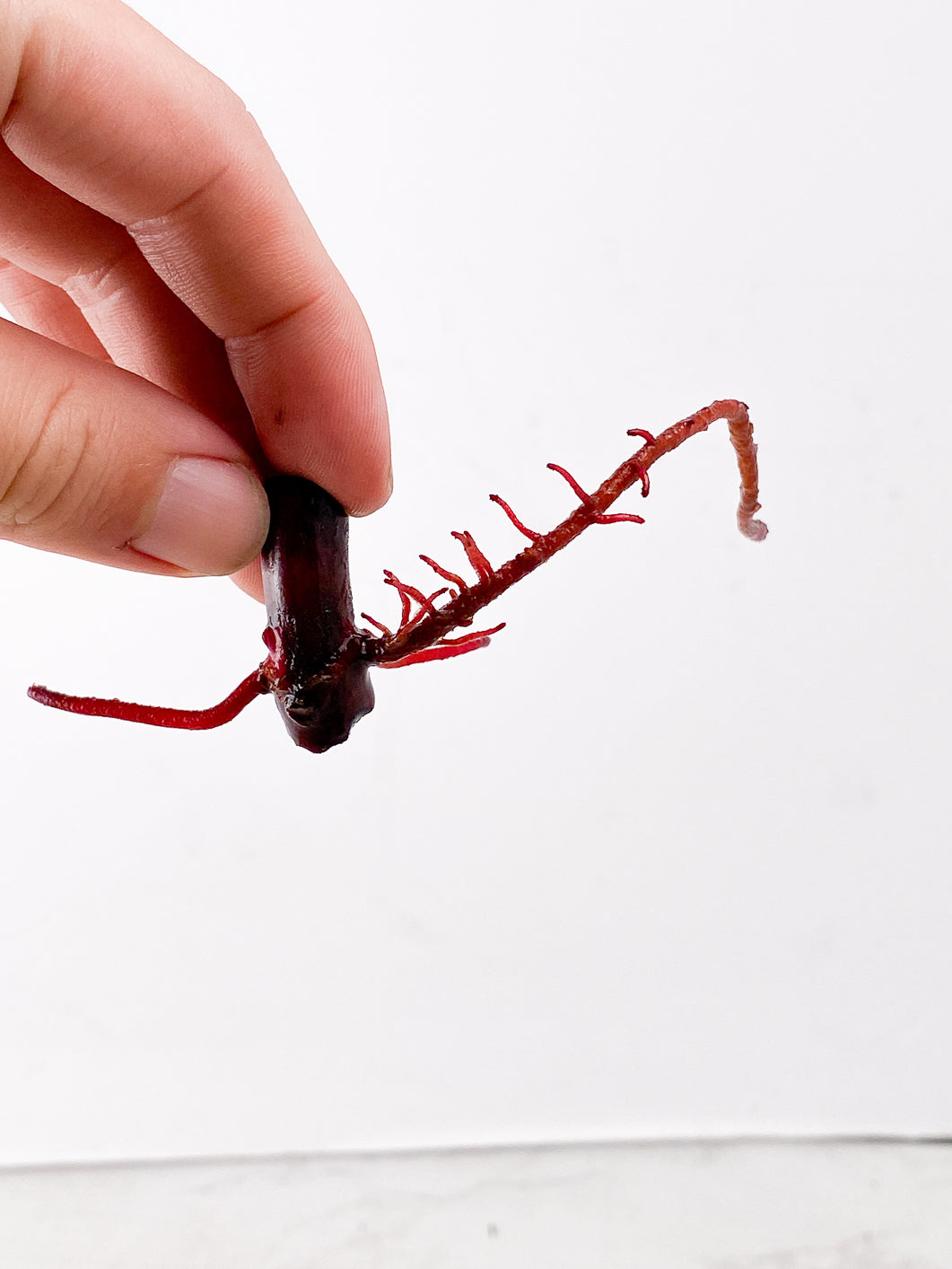 Philodendron Strawberry Shake node 1 active bud
