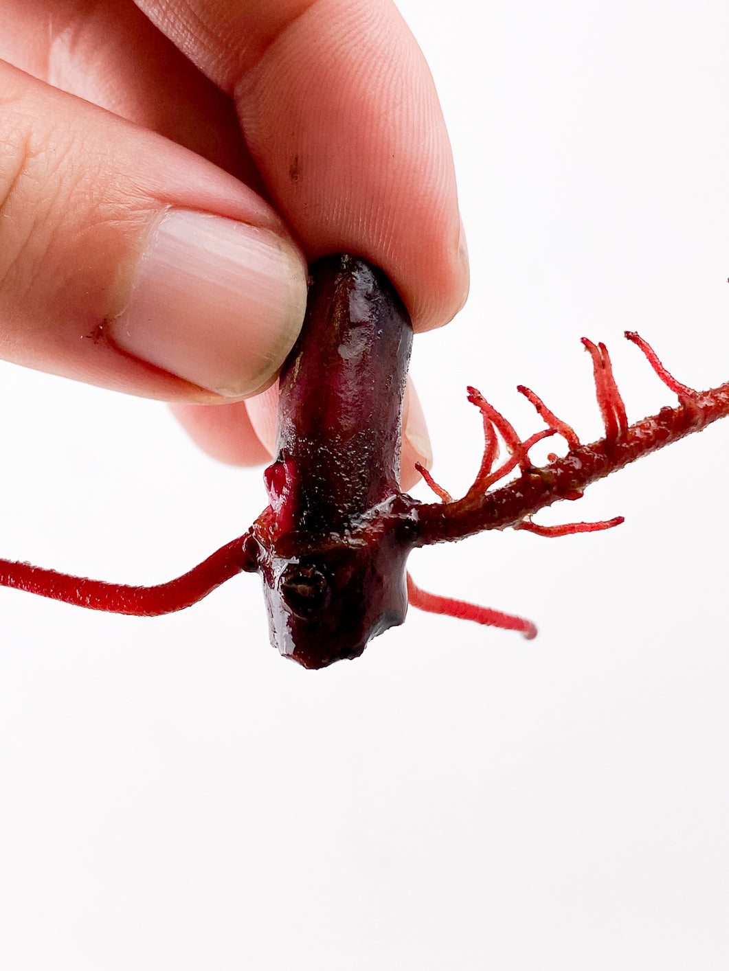 Philodendron Strawberry Shake node 1 active bud
