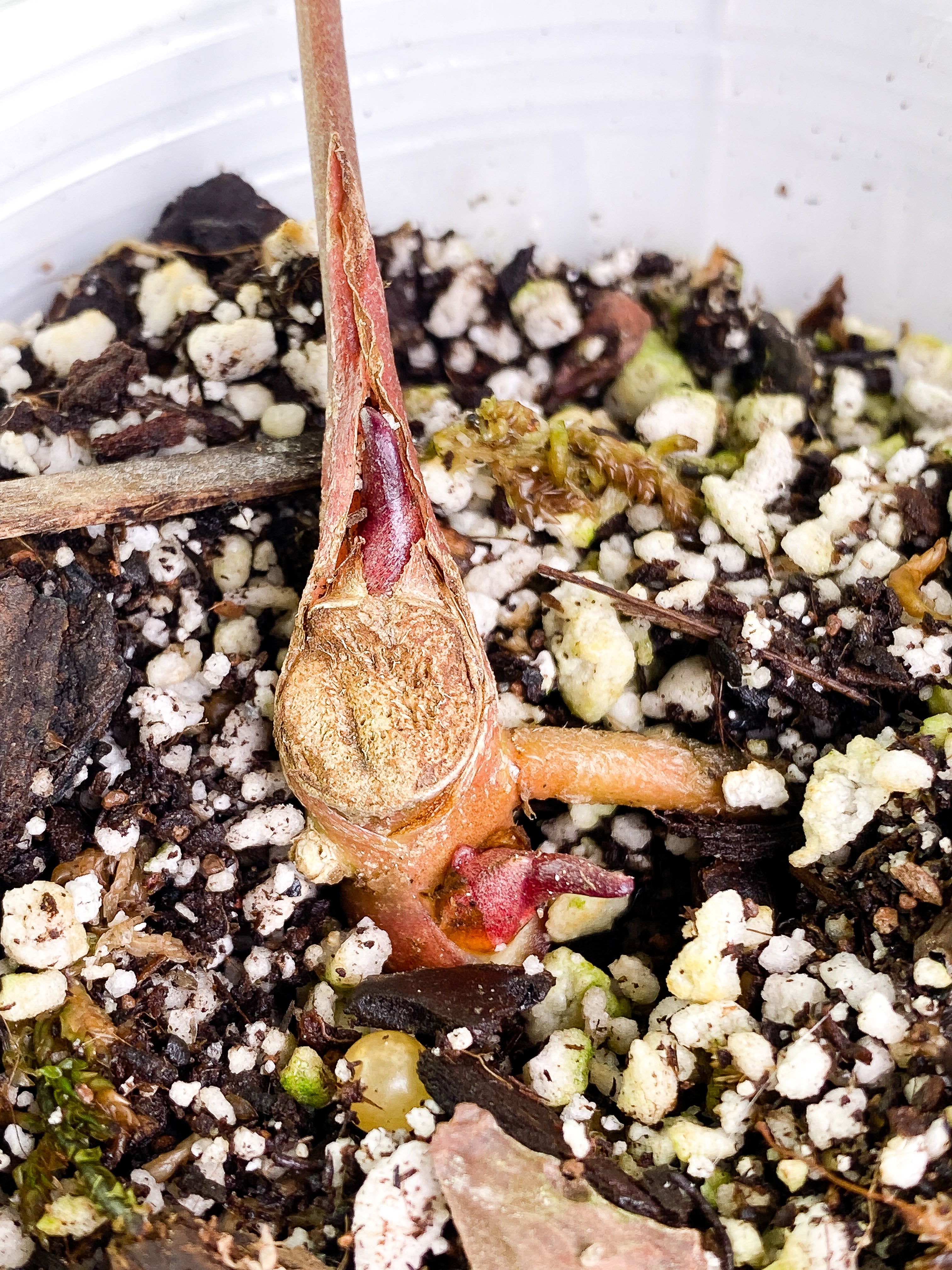 Anthurium Raven's Heart double sprouts Rooted node