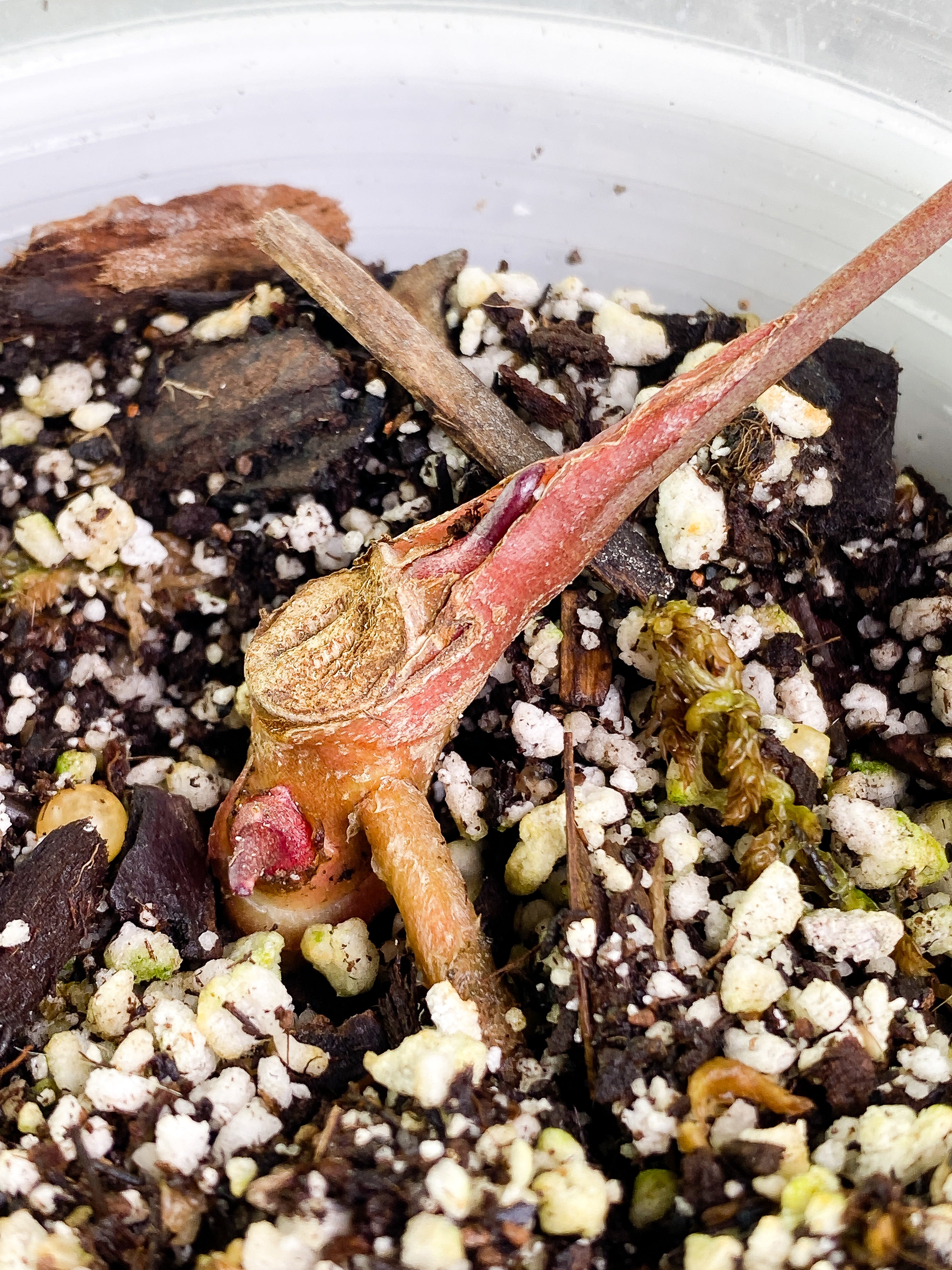 Anthurium Raven's Heart double sprouts Rooted node