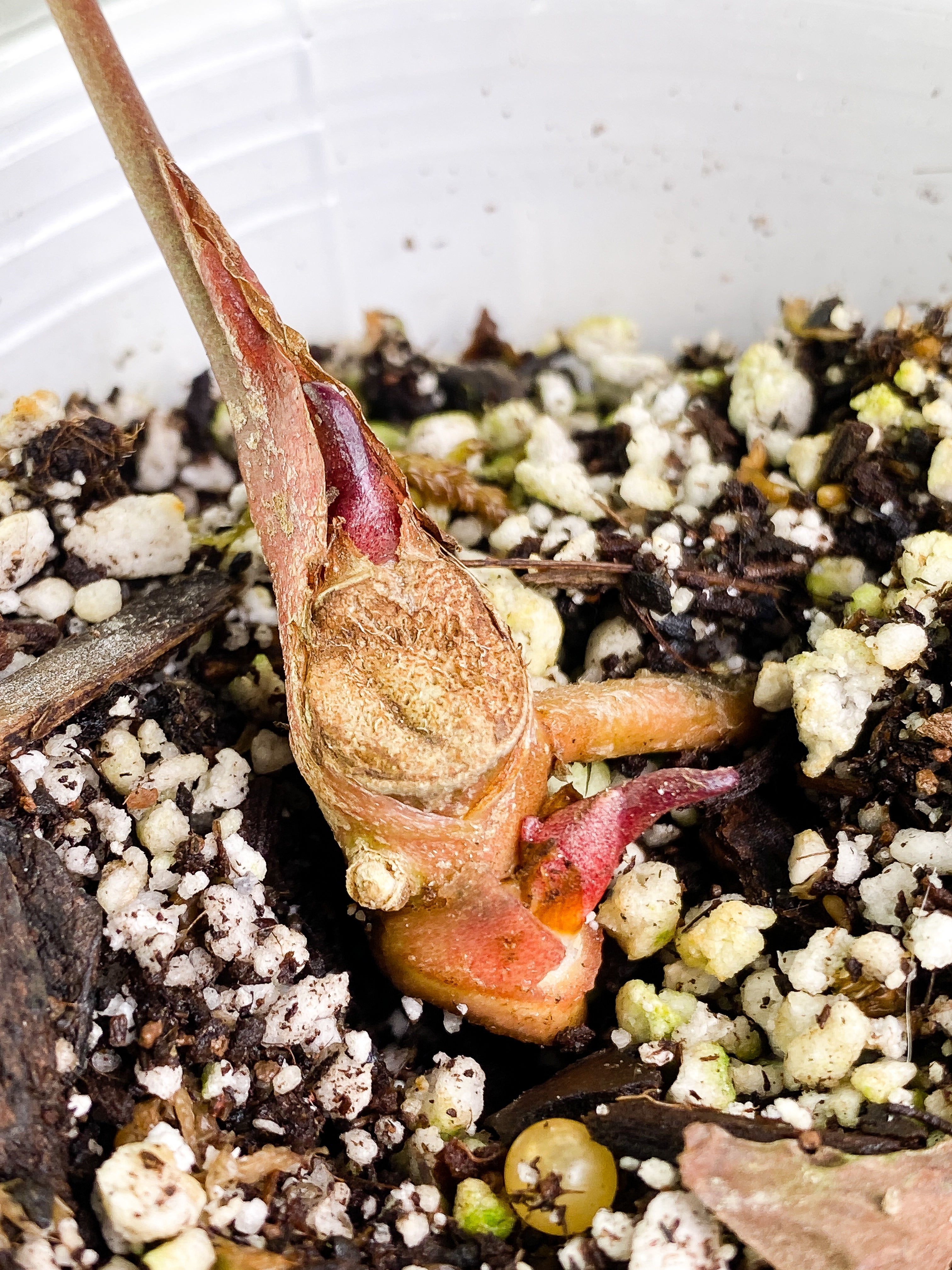 Anthurium Raven's Heart double sprouts Rooted node
