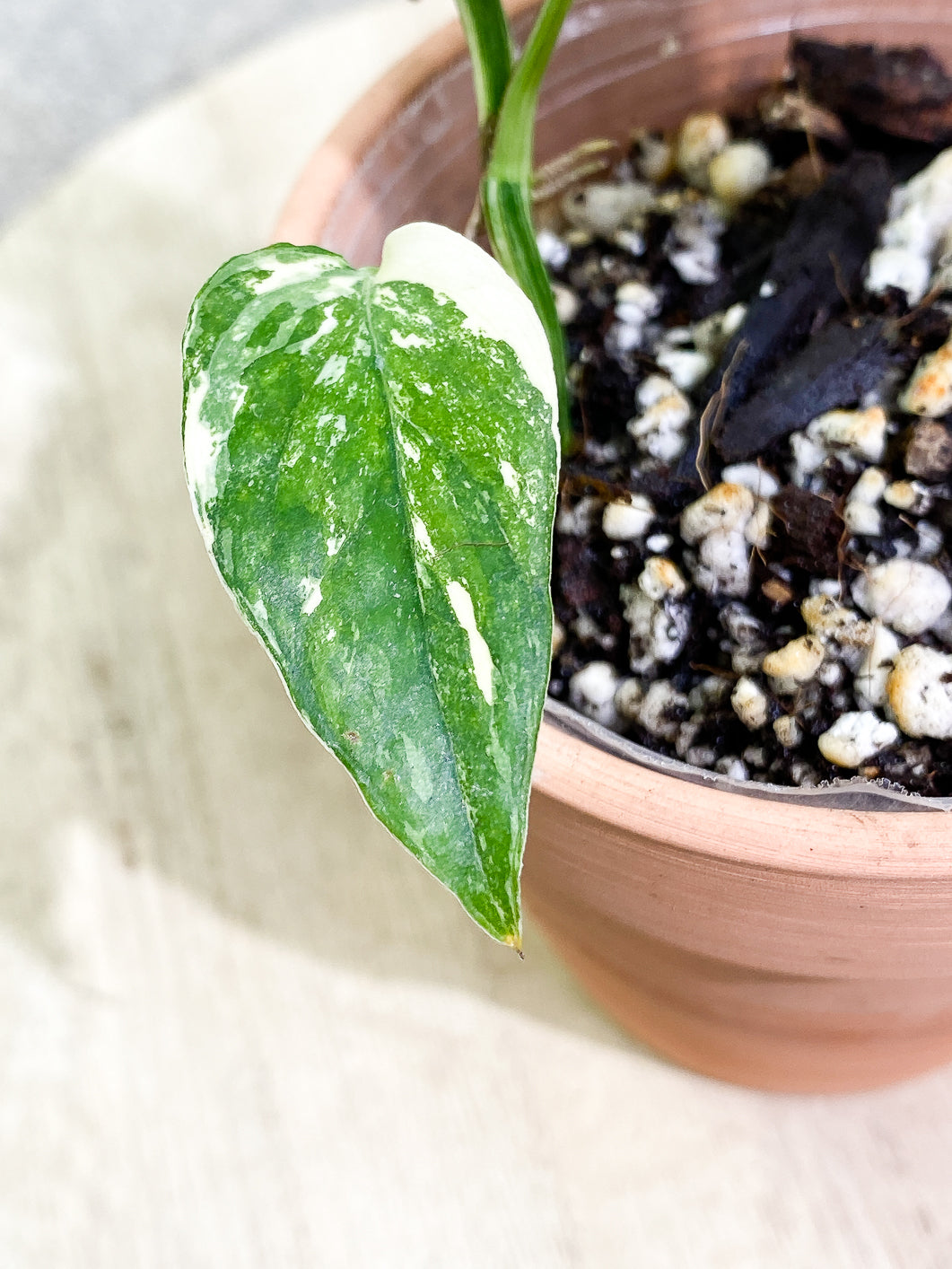 Epipremnum Pinnatum Variegated 4 leaves 1 sprout fully rooted