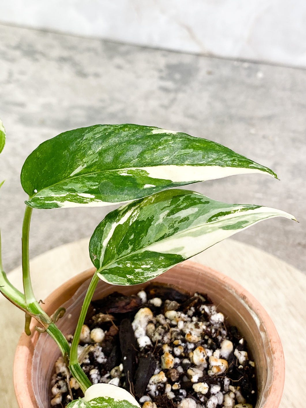 Epipremnum Pinnatum Variegated 4 leaves 1 sprout fully rooted