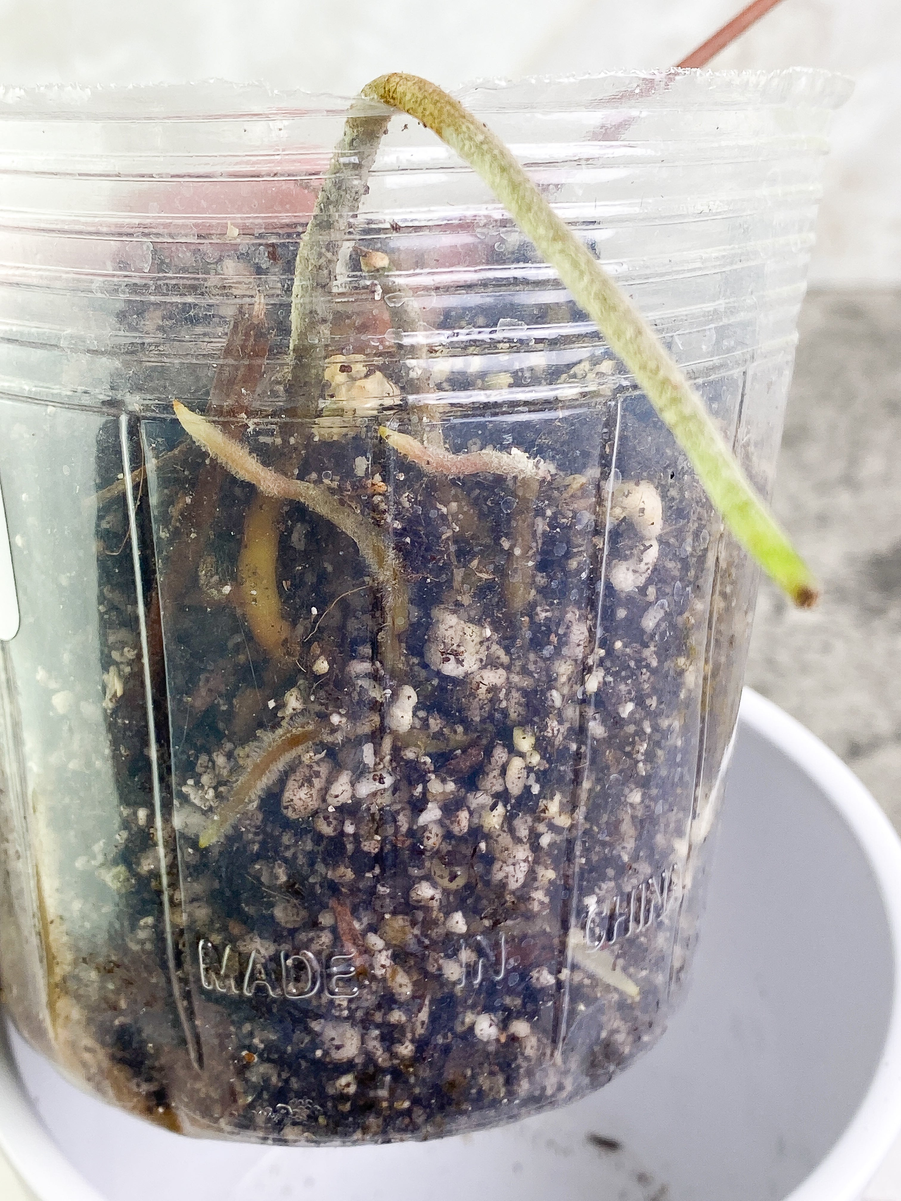 Anthurium Raven's Heart double sprouts Rooted node