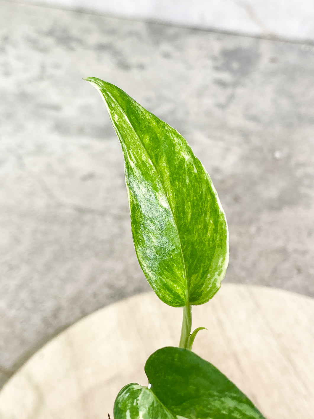 Epipremnum Pinnatum Variegated 4 leaves 1 sprout fully rooted