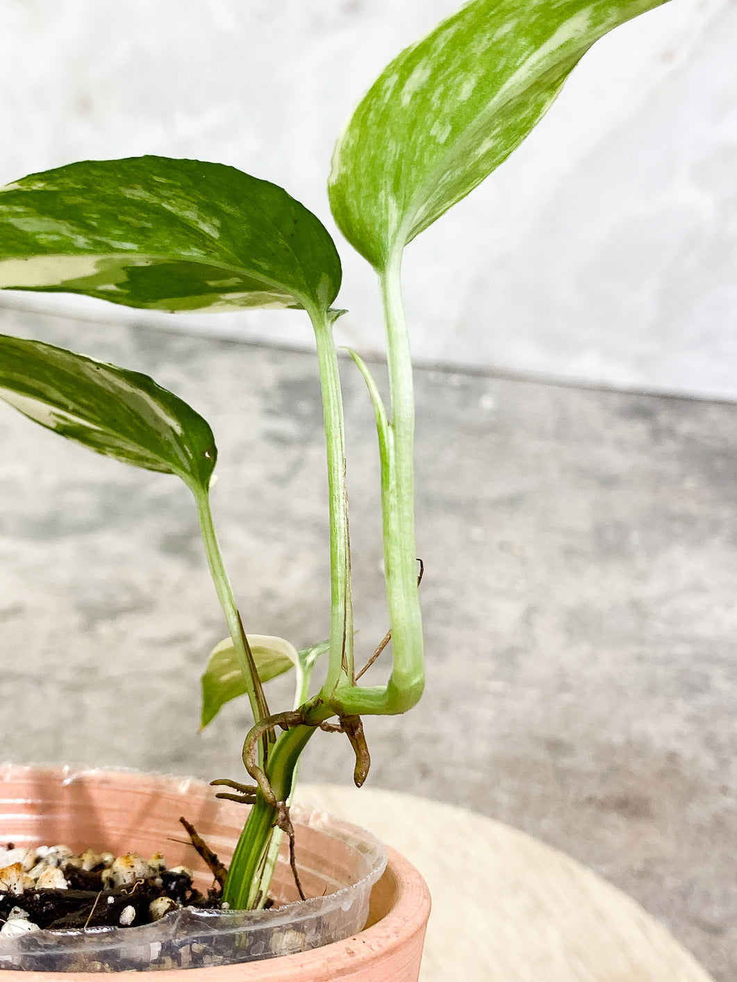 Epipremnum Pinnatum Variegated 4 leaves 1 sprout fully rooted