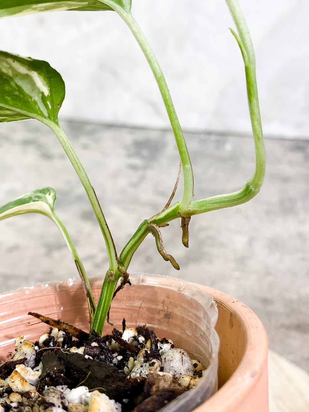 Epipremnum Pinnatum Variegated 4 leaves 1 sprout fully rooted