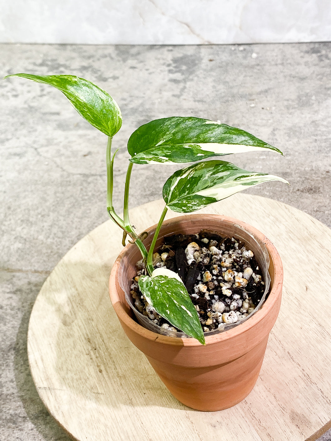 Epipremnum Pinnatum Variegated 4 leaves 1 sprout fully rooted