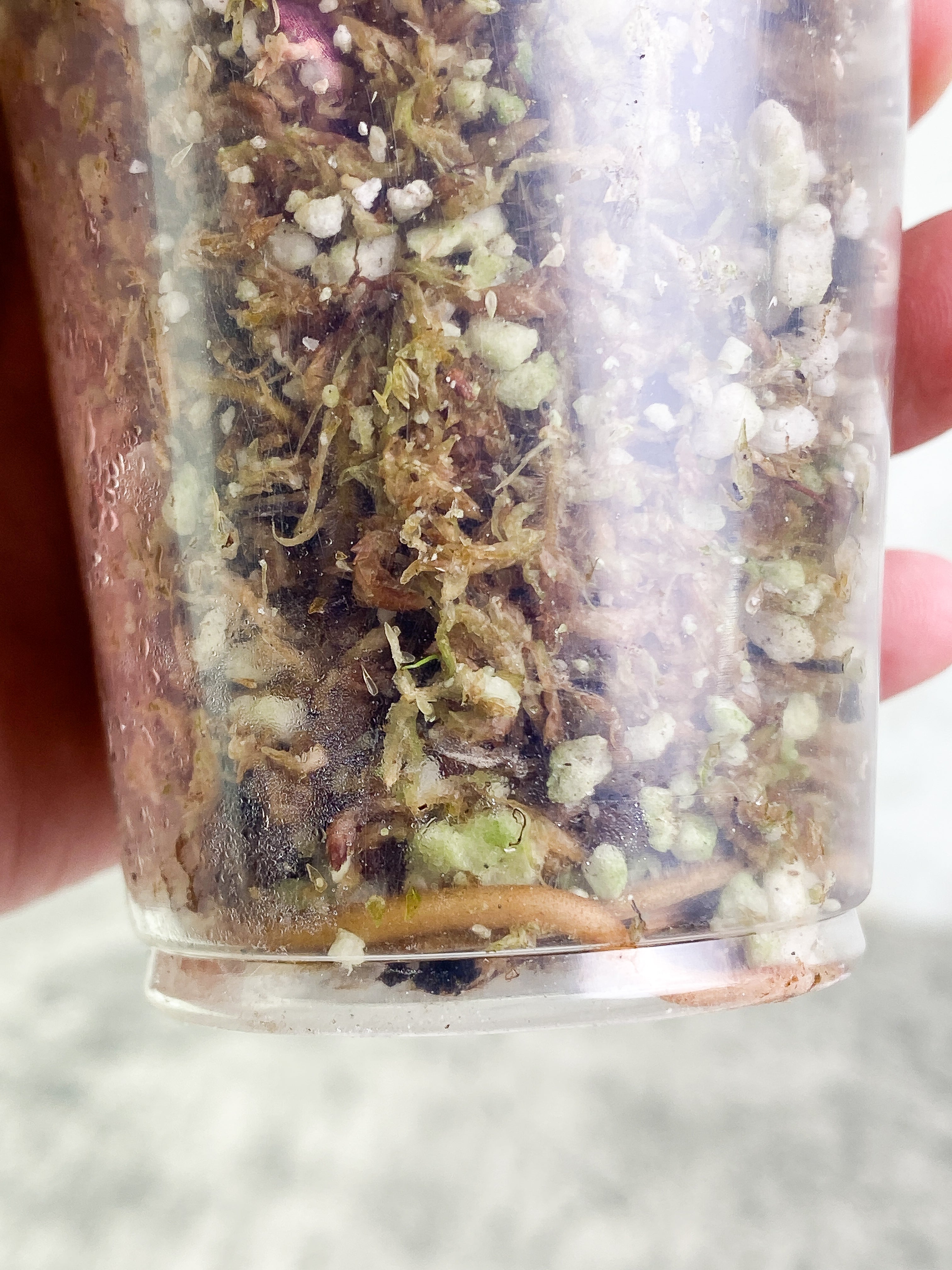 Philodendron Florida Ghost mint 1 sprout Slightly Rooted node