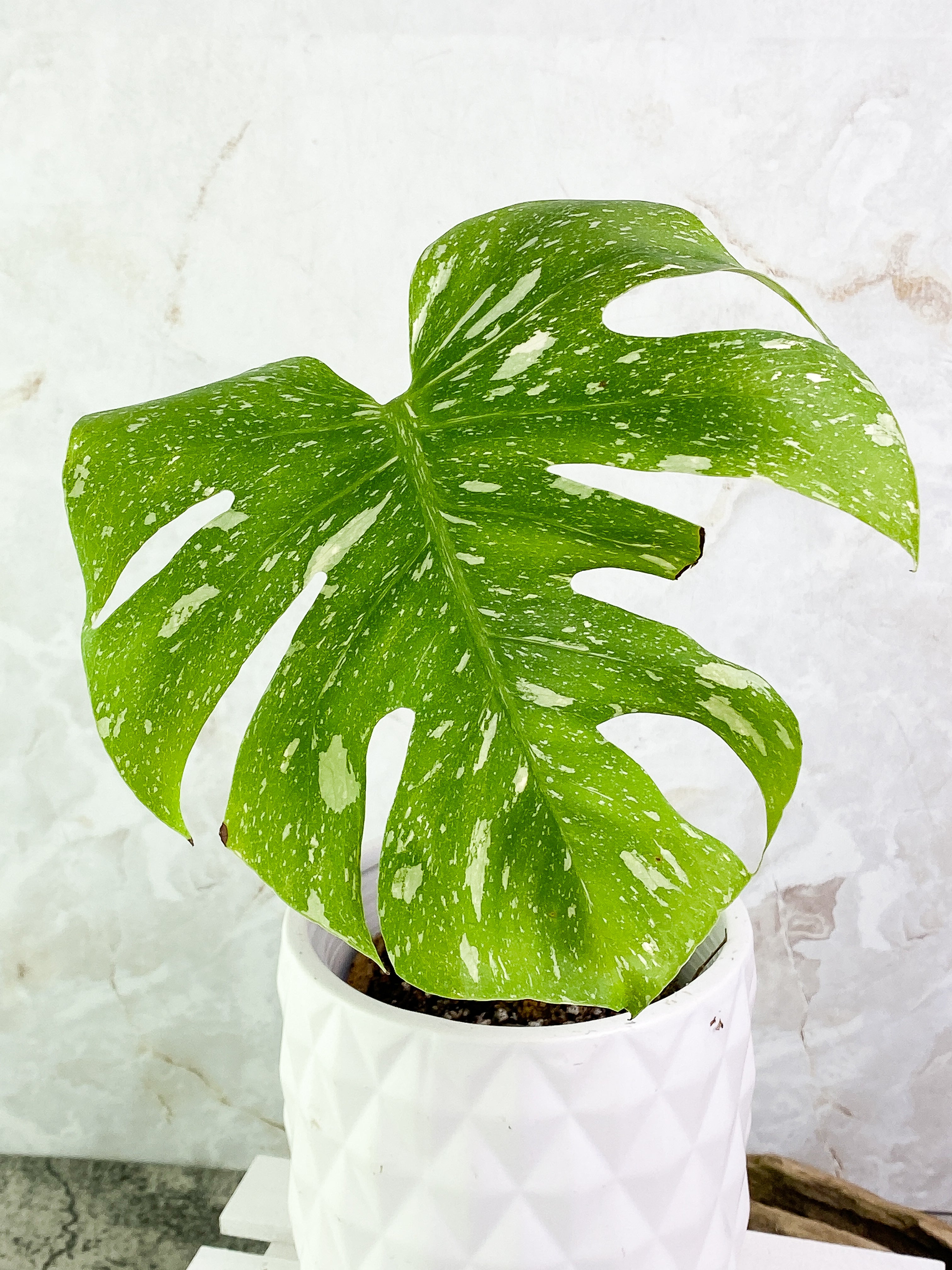 Monstera Thai Constellation 1 leaf 1 sprout Top Cutting