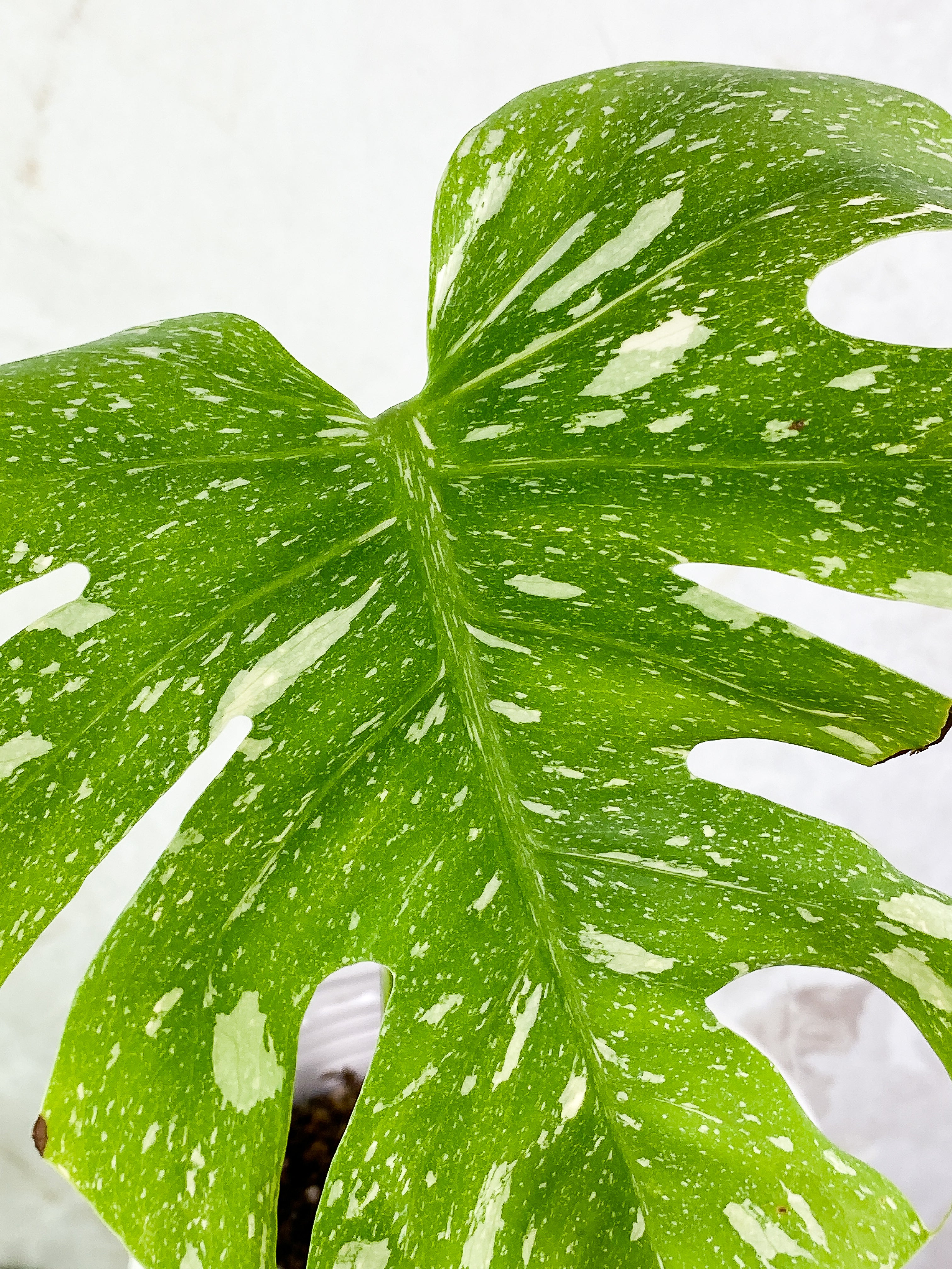 Monstera Thai Constellation 1 leaf 1 sprout Top Cutting