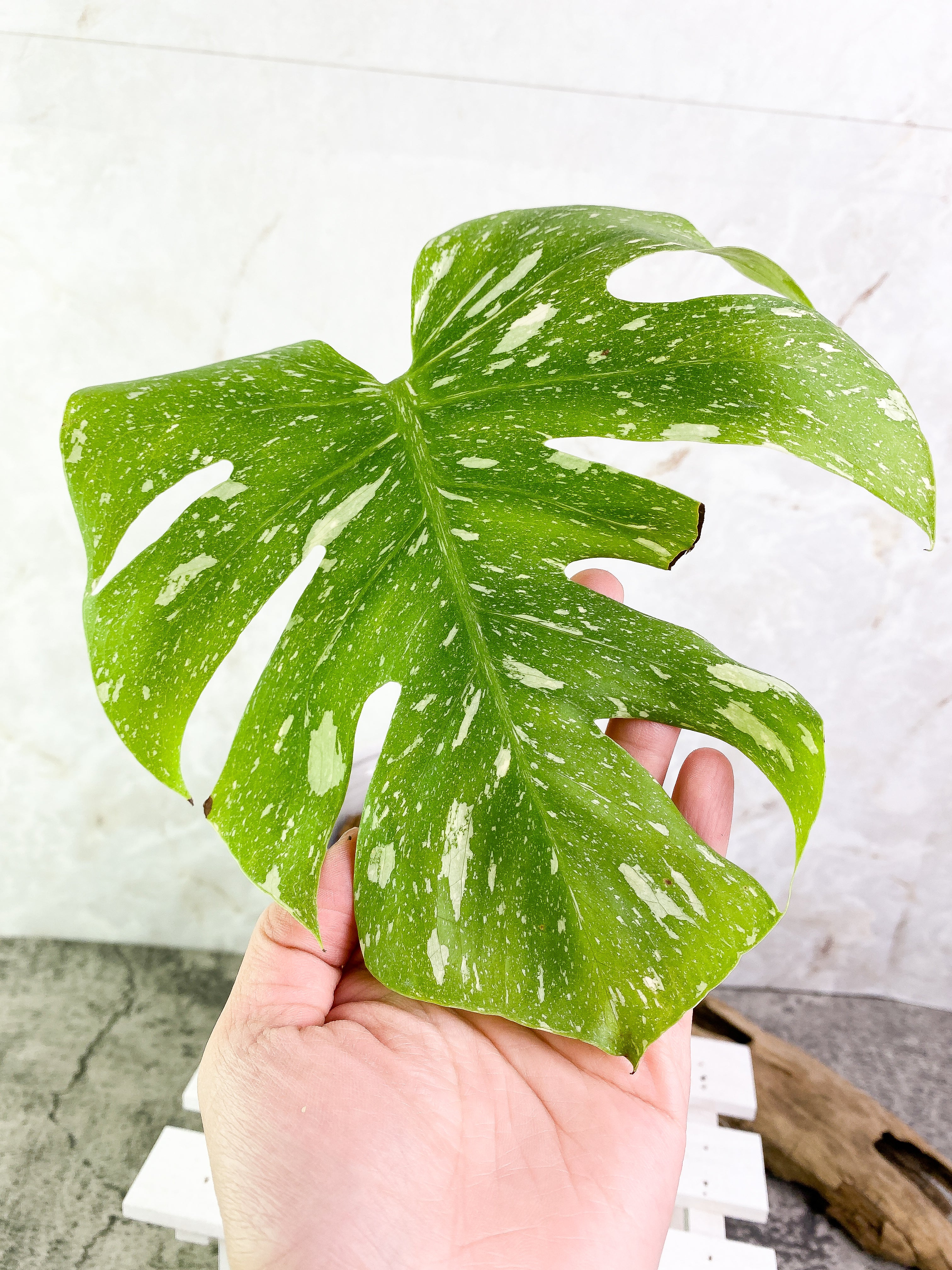 Monstera Thai Constellation 1 leaf 1 sprout Top Cutting