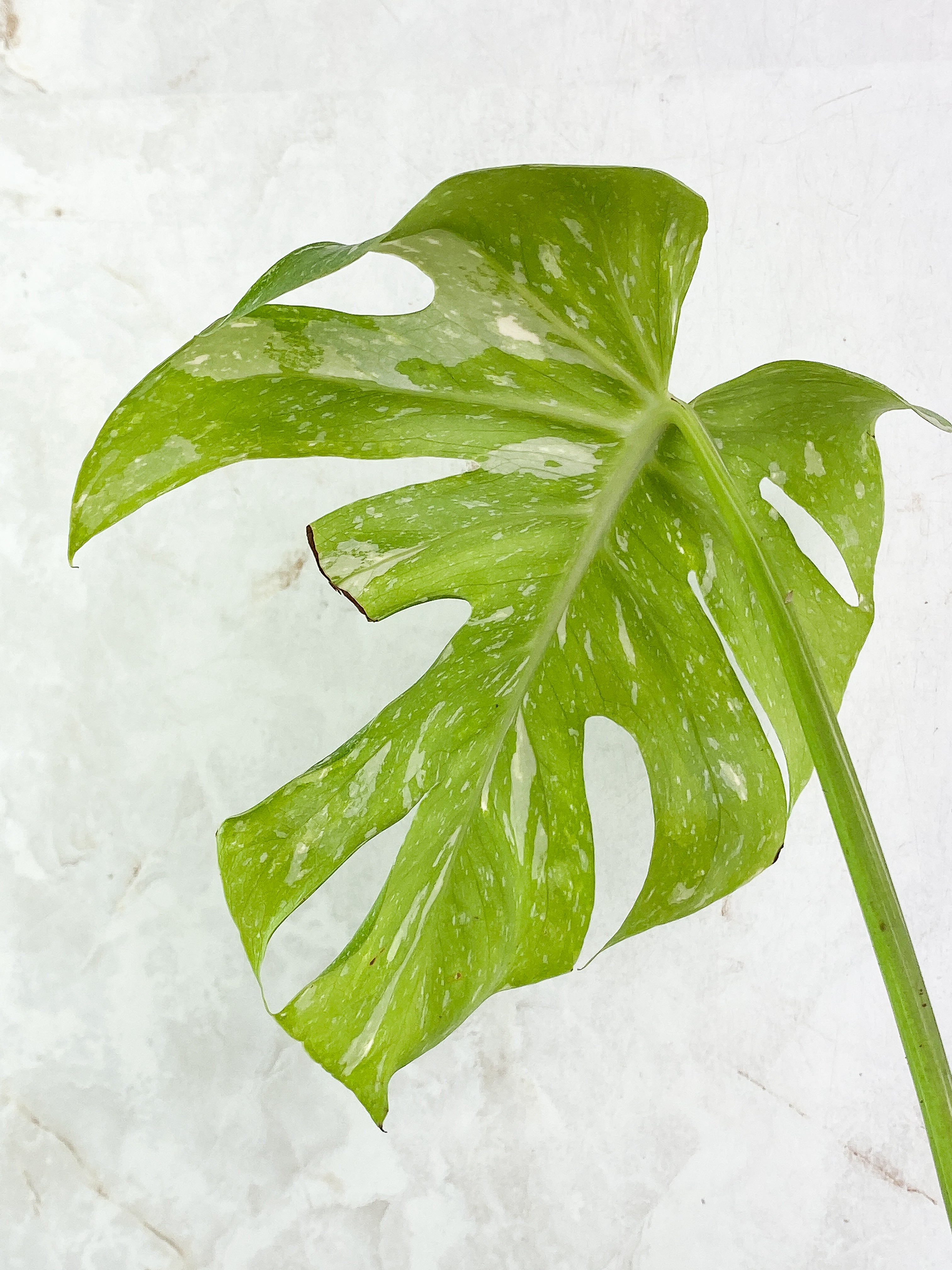 Monstera Thai Constellation 1 leaf 1 sprout Top Cutting