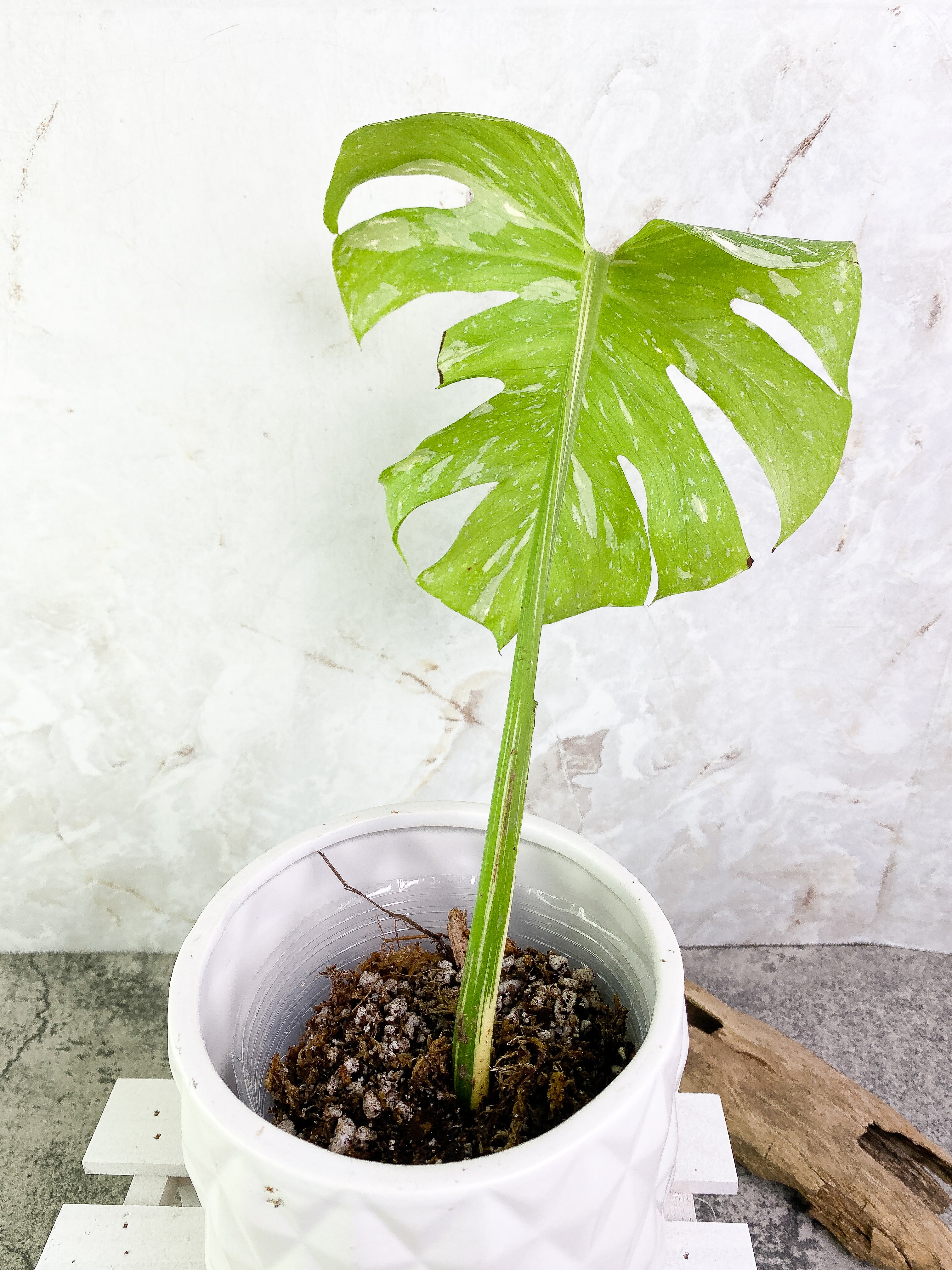 Monstera Thai Constellation 1 leaf 1 sprout Top Cutting