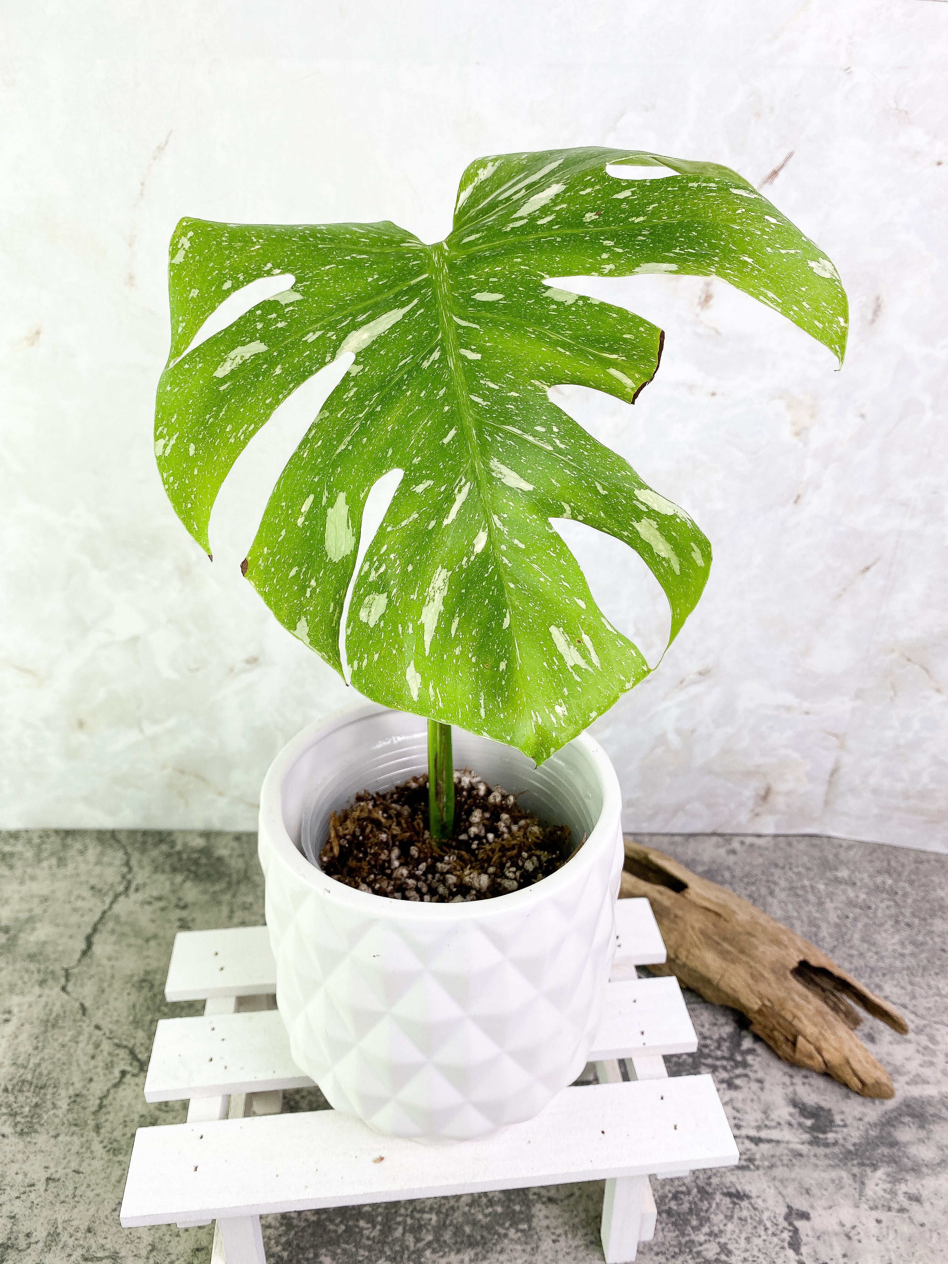Monstera Thai Constellation 1 leaf 1 sprout Top Cutting