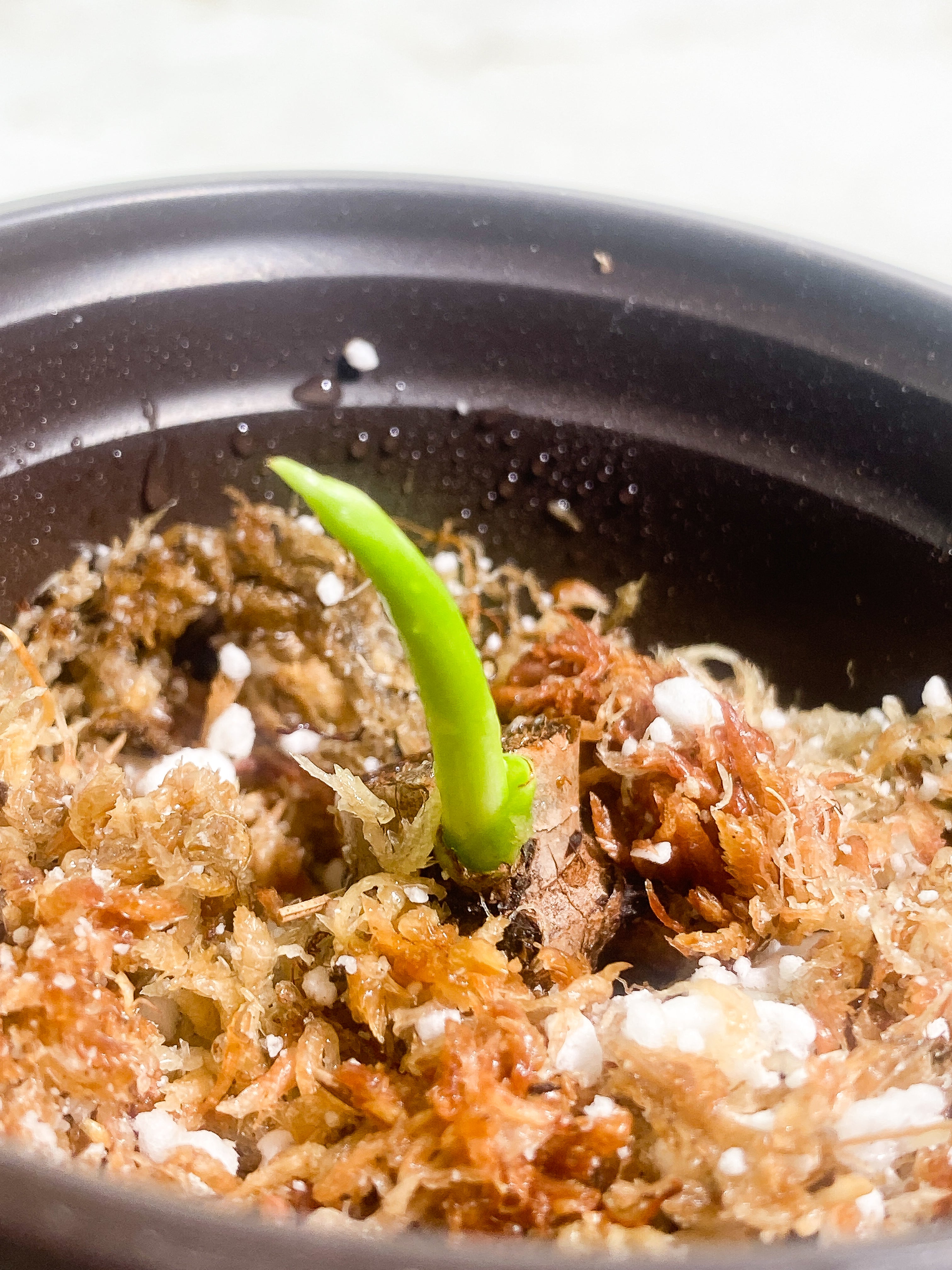 Philodendron Jose Buono unrooted sprout