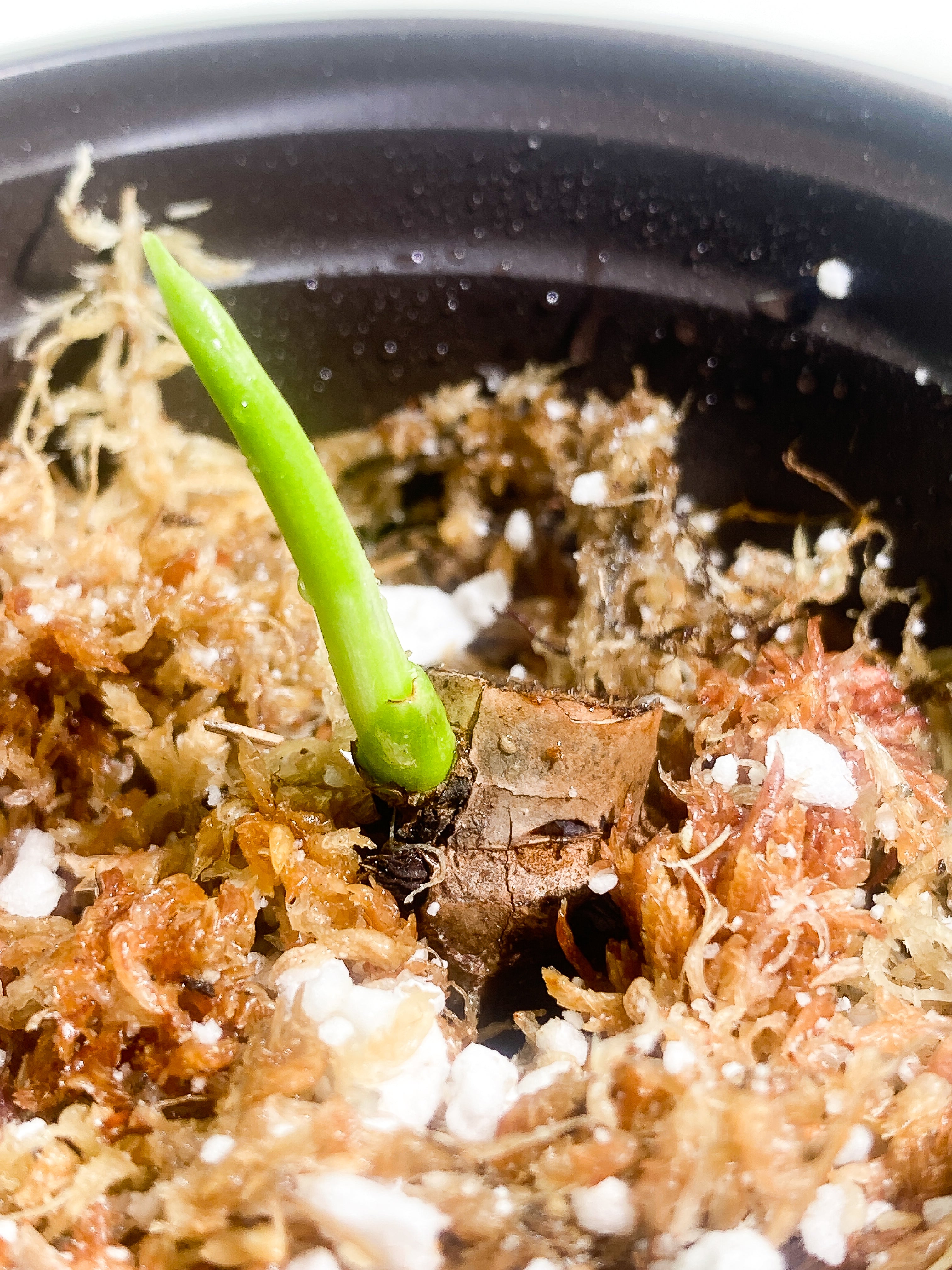 Philodendron Jose Buono unrooted sprout