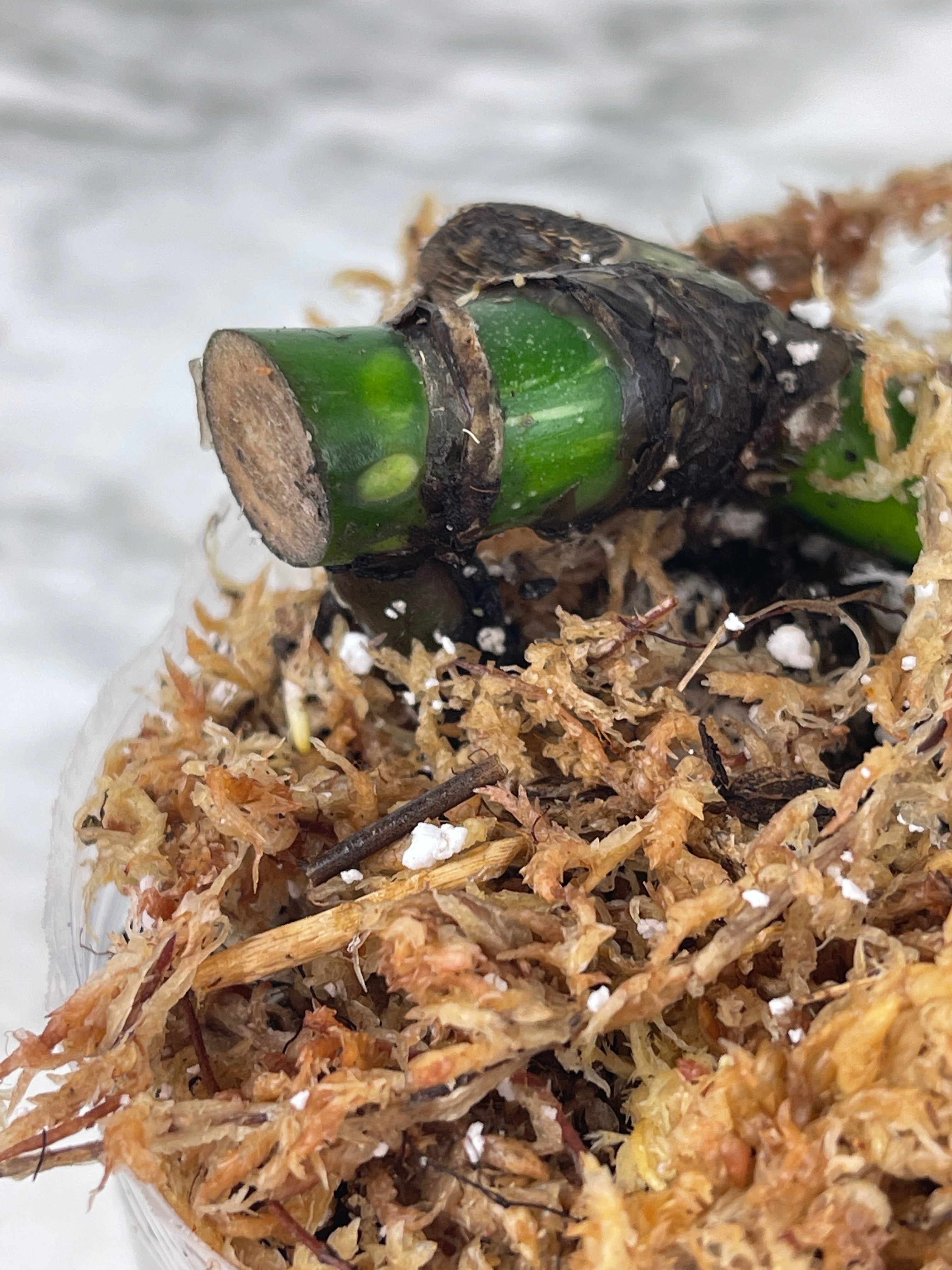 Monstera Albo Borsigiana Rooted double node