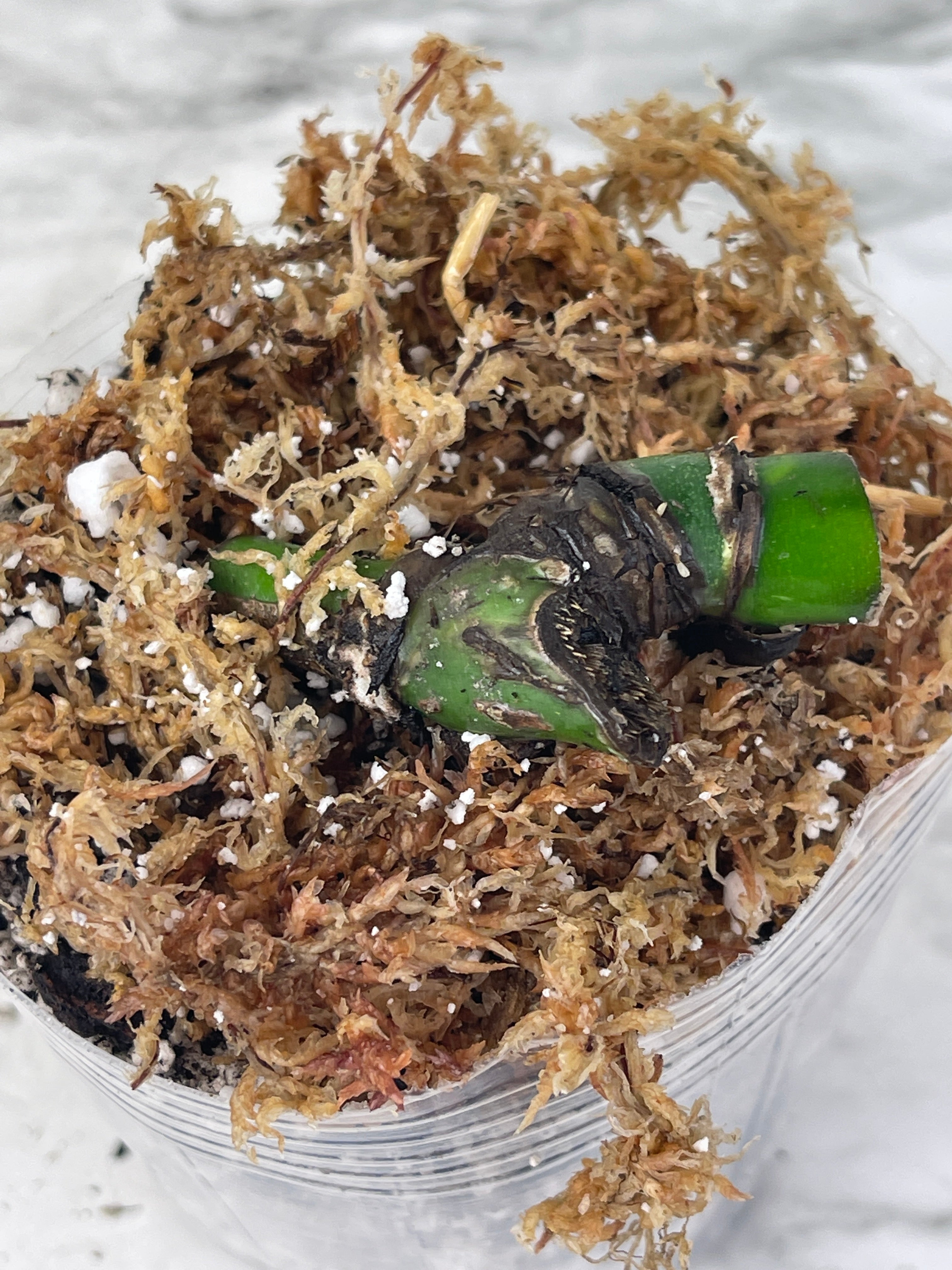 Monstera Albo Borsigiana Rooted double node