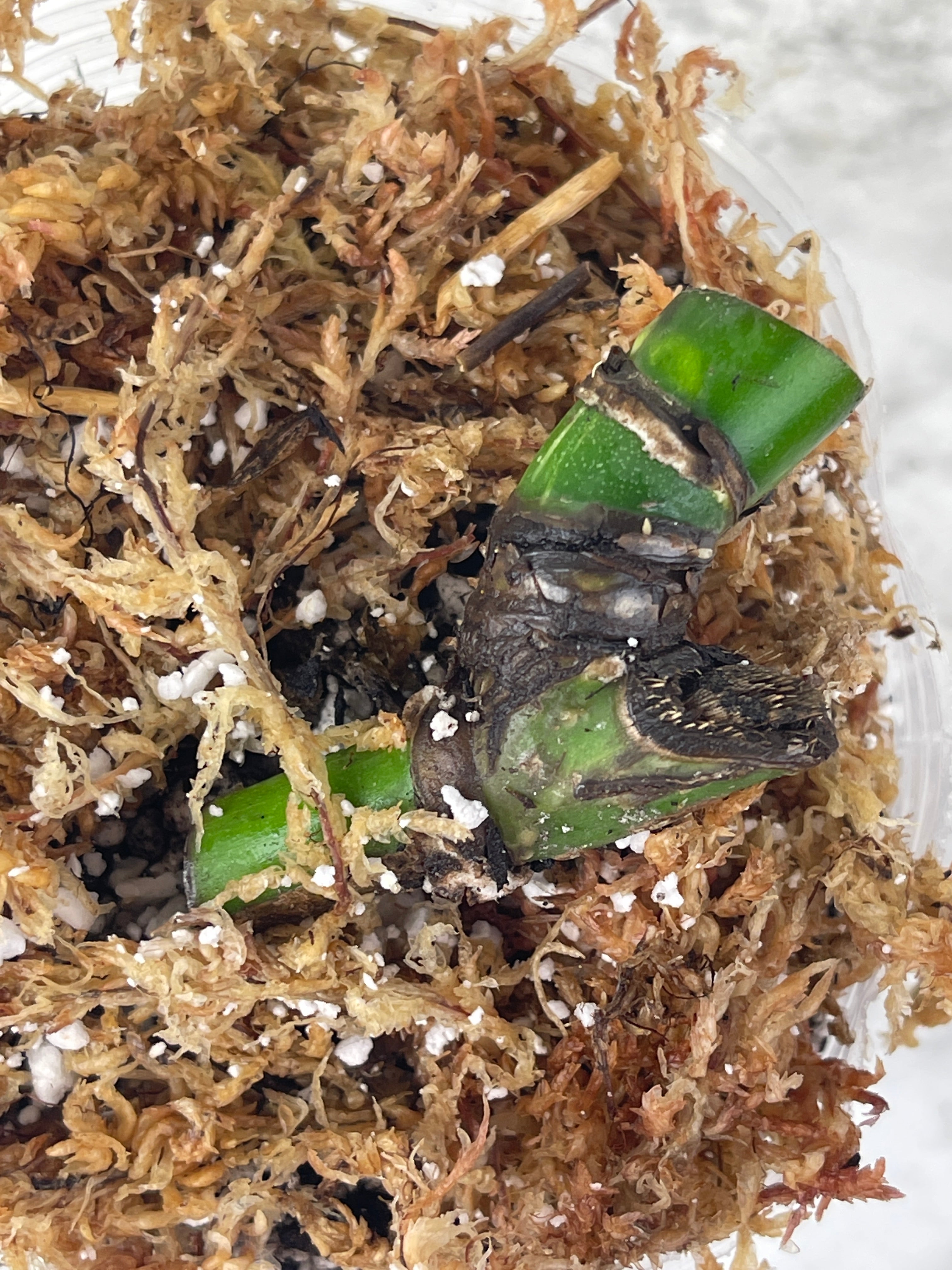 Monstera Albo Borsigiana Rooted double node