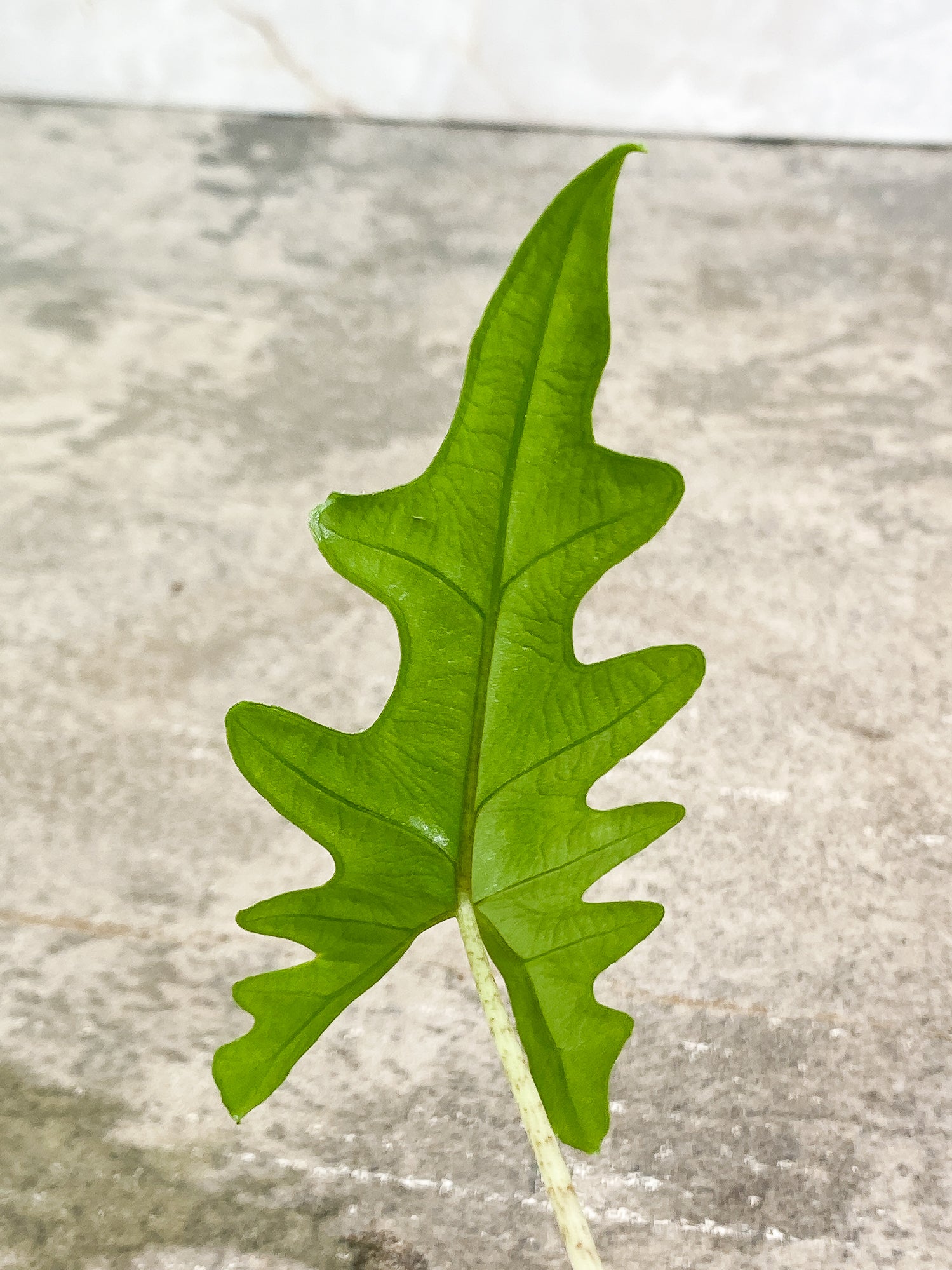 Alocasia Jacklyn 1 leaf rooted