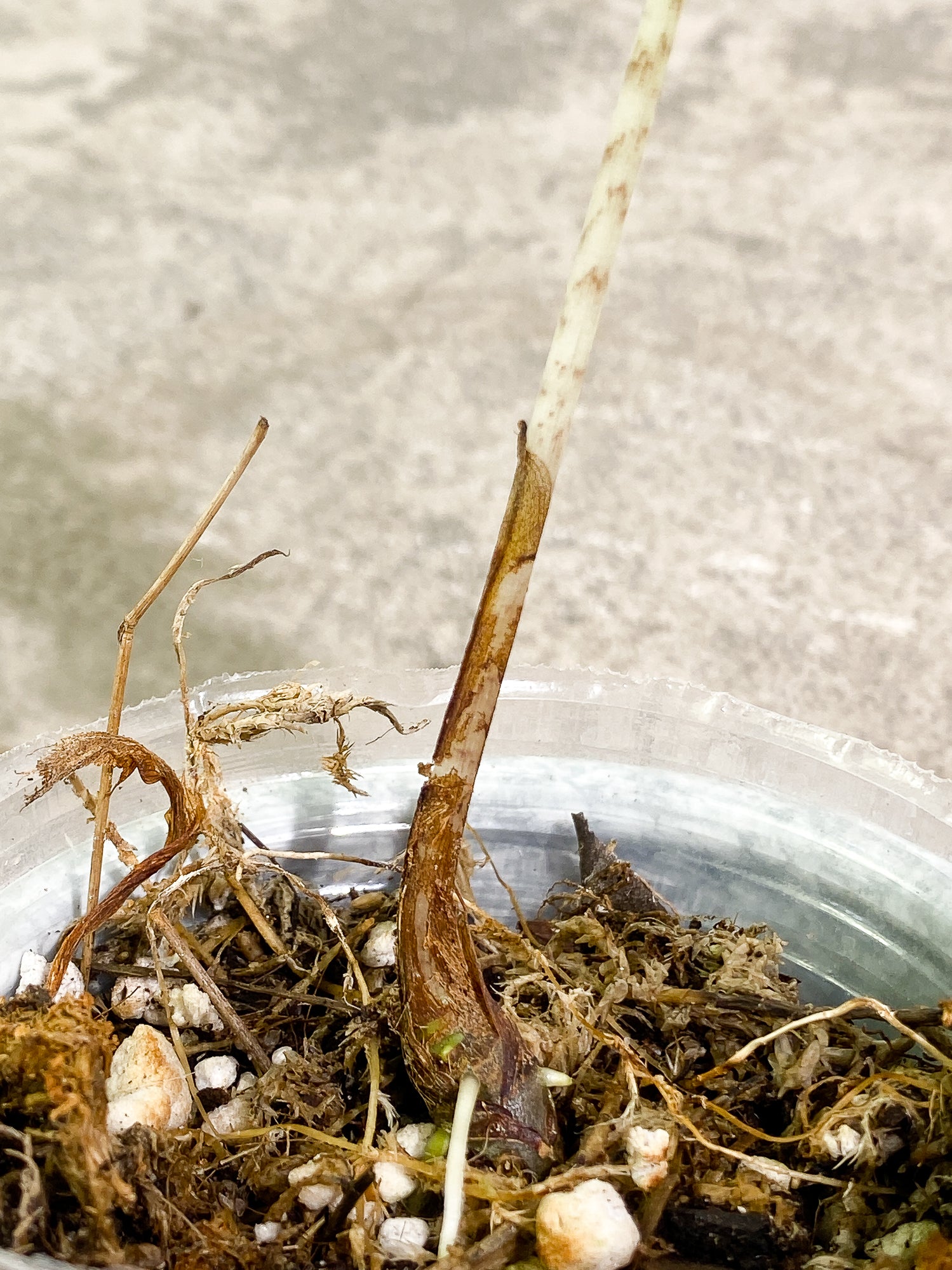 Alocasia Jacklyn 1 leaf rooted